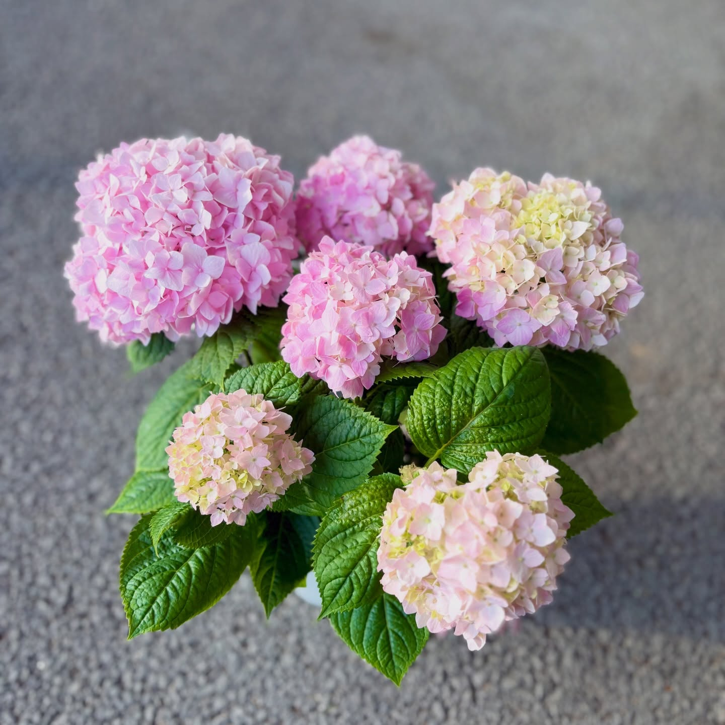 可愛い紫陽花が入荷しています🌿
