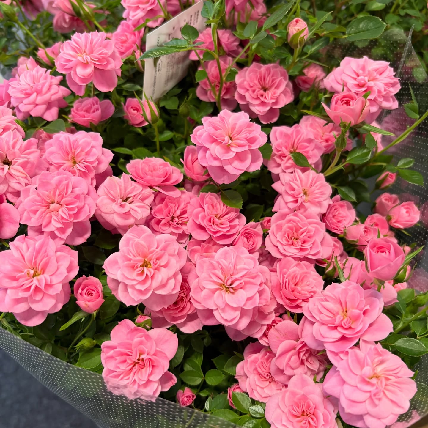 花苗がたくさん入荷しました🌸