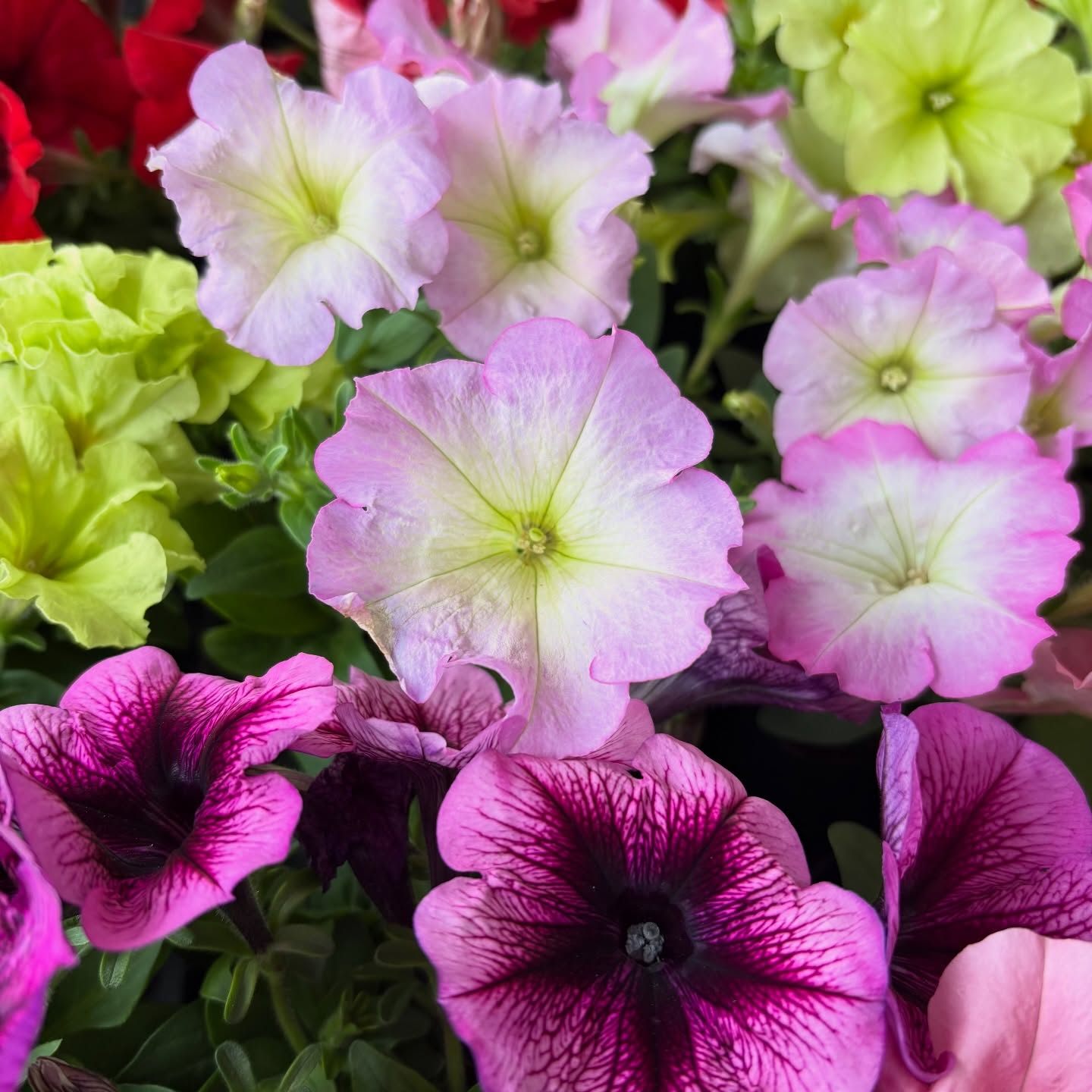 花苗がたくさん入荷しました🌸