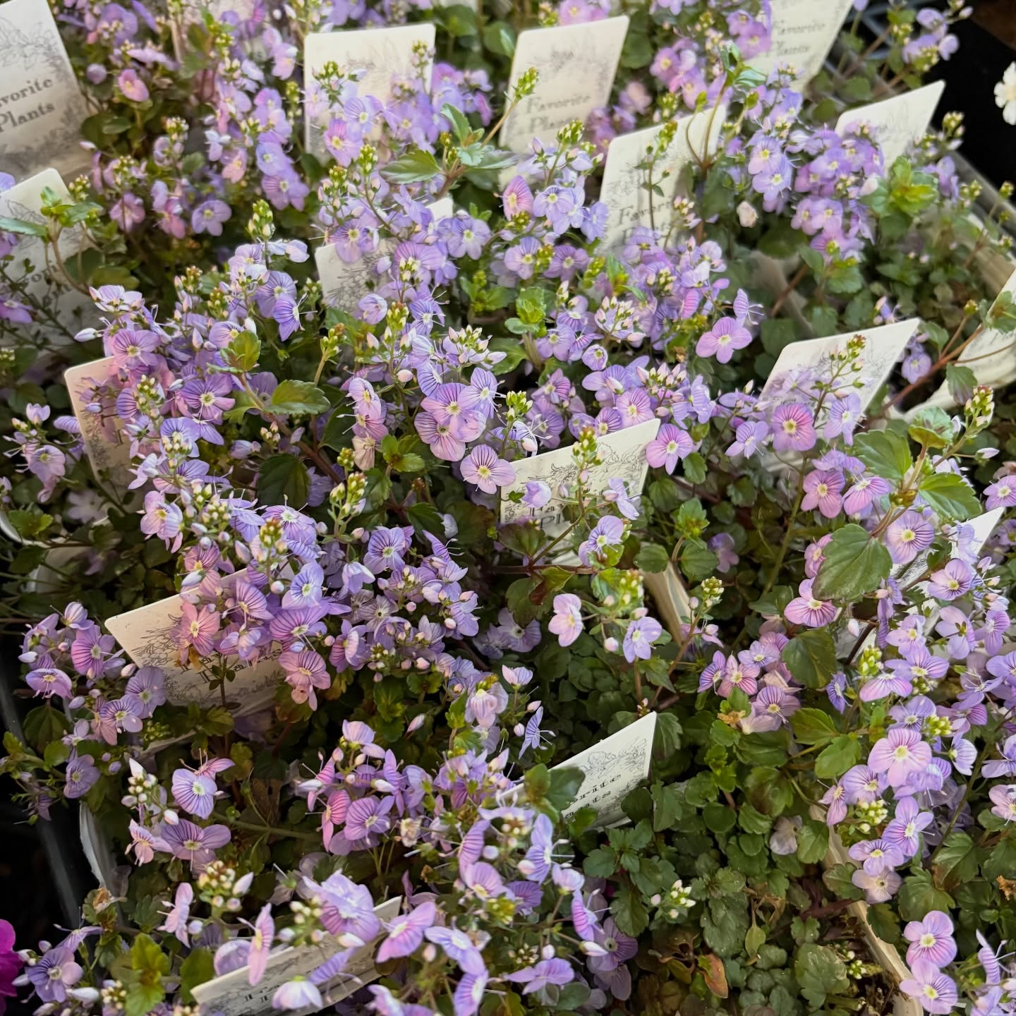 花苗がたくさん入荷しました🌸