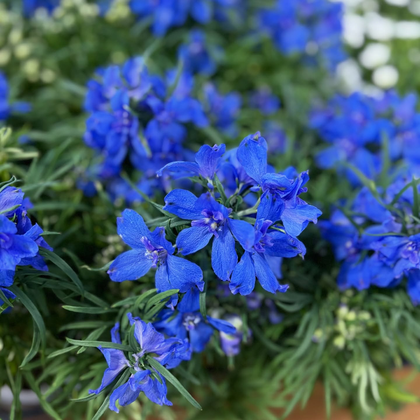 花苗がたくさん入荷しました🌸