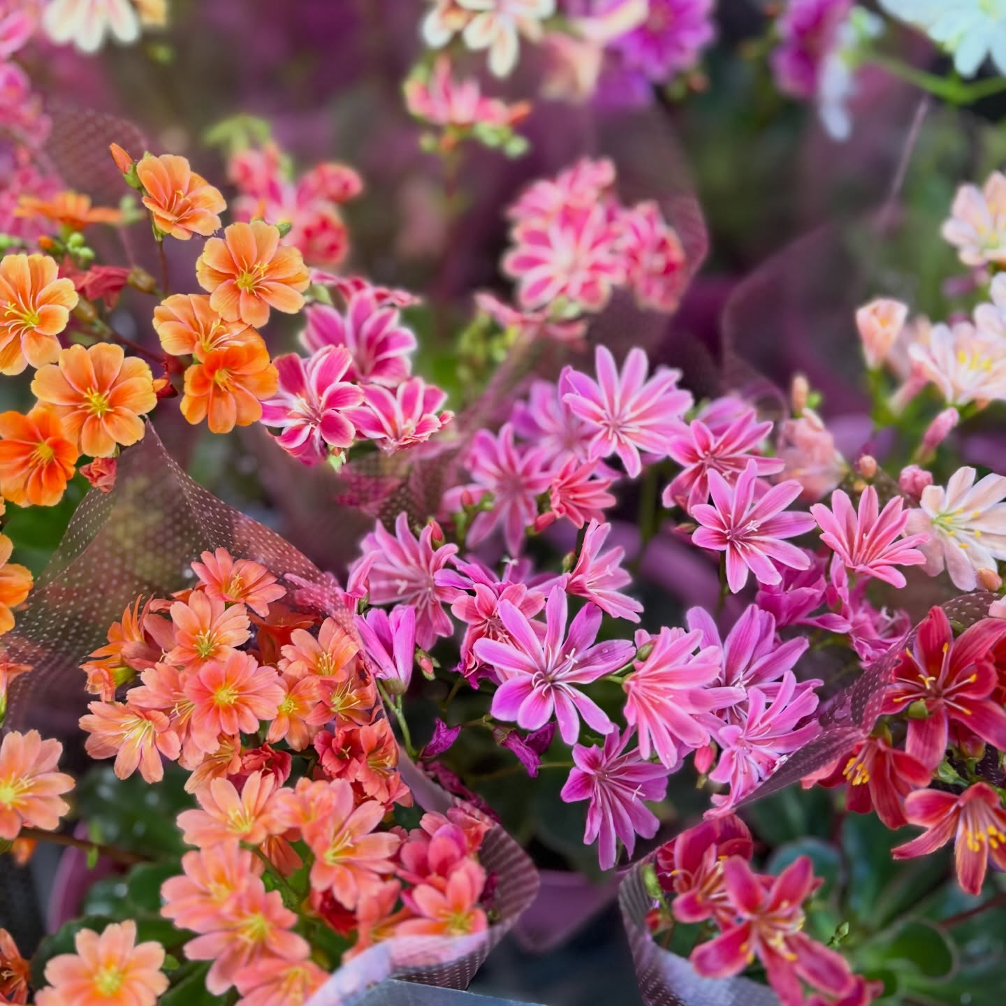 花苗がたくさん入荷しました🌸