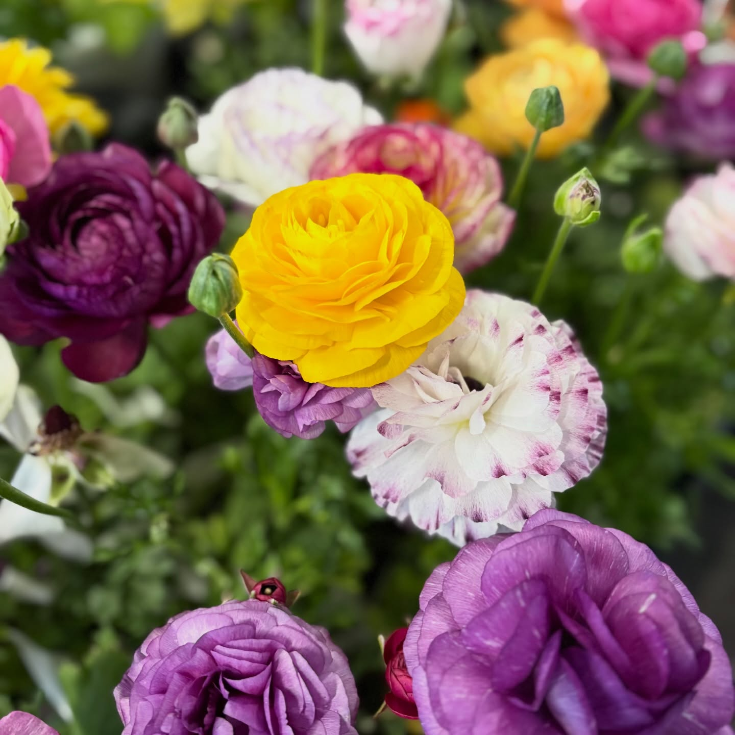 花苗がたくさん入荷しました🌸