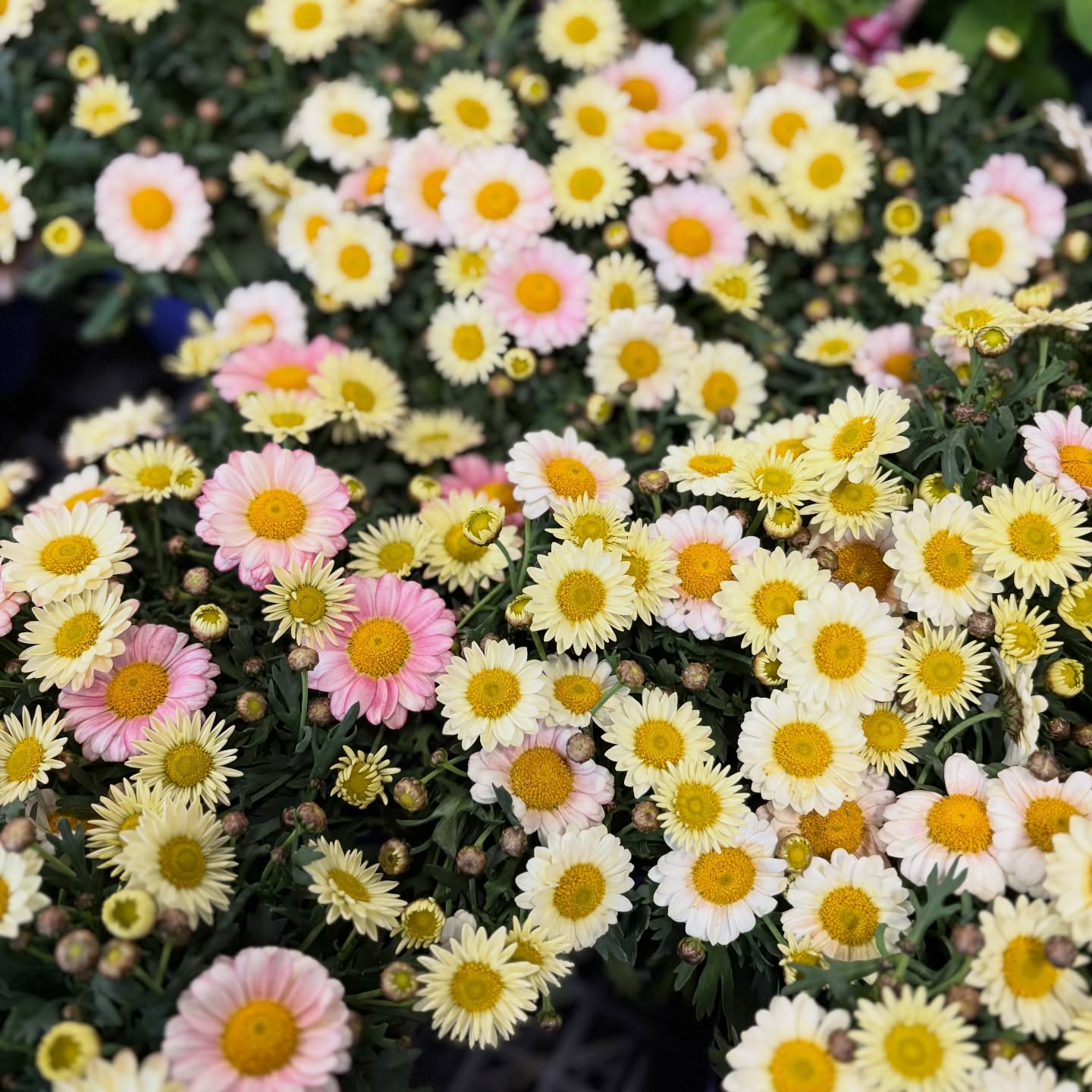 花苗がたくさん入荷しました🌸