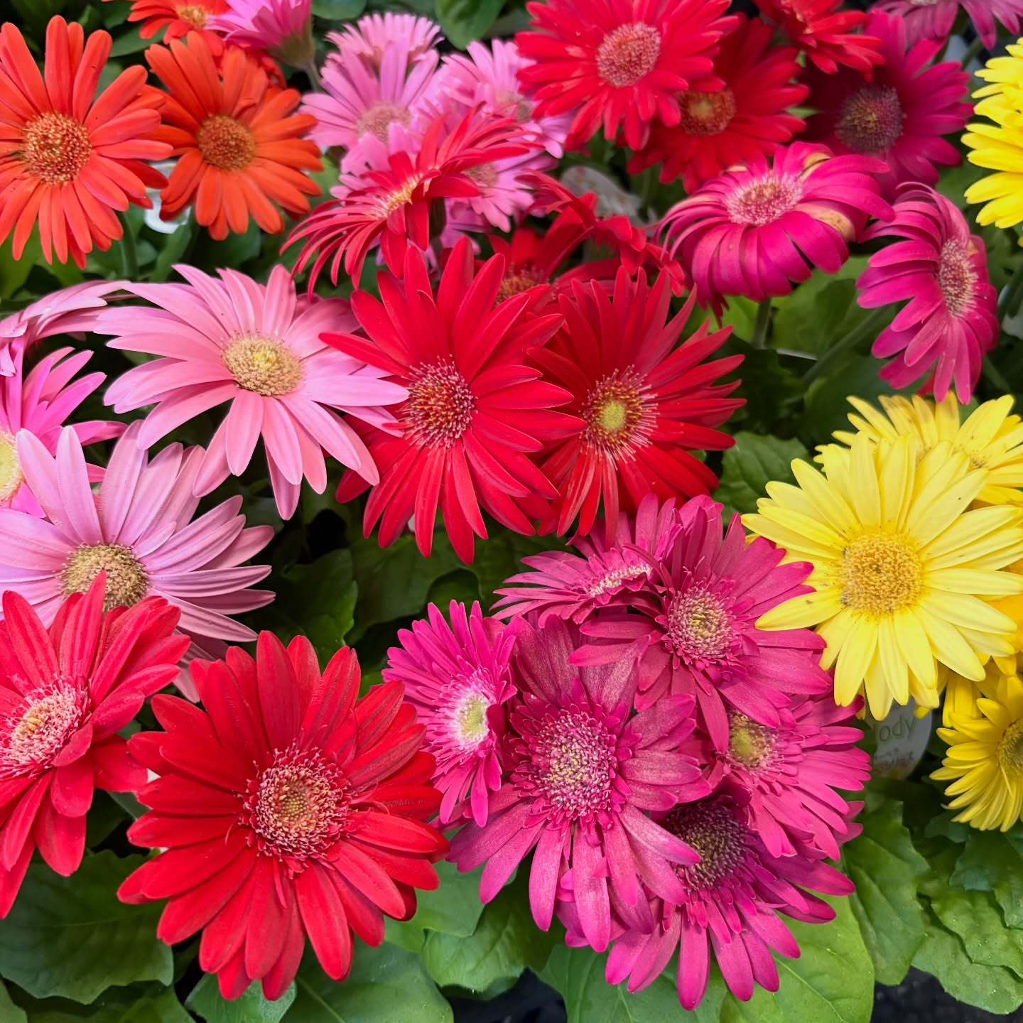 花苗がたくさん入荷しました🌸