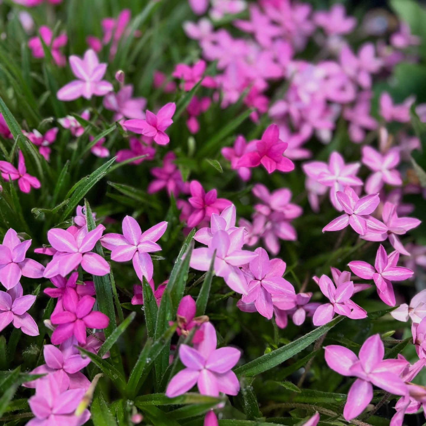 花苗がたくさん入荷しました🌸