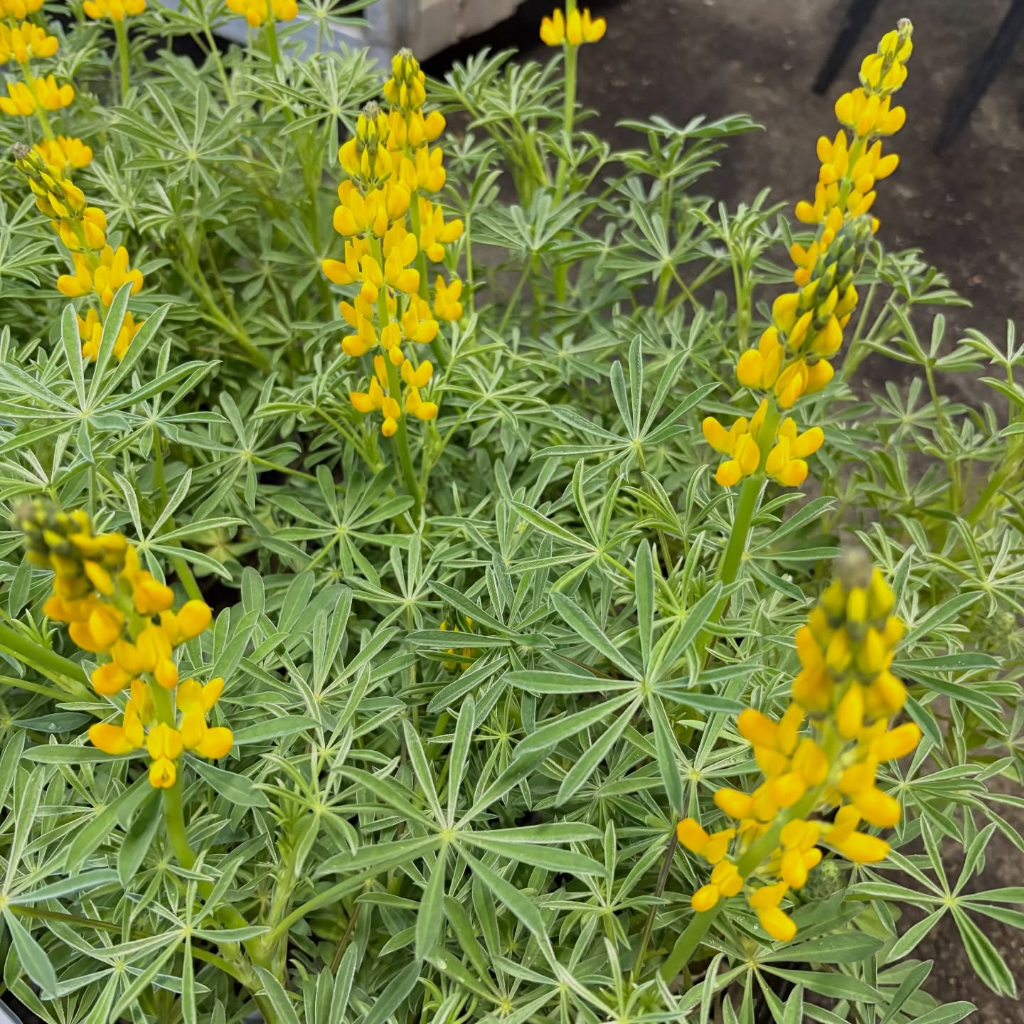 花苗がたくさん入荷しました🌸