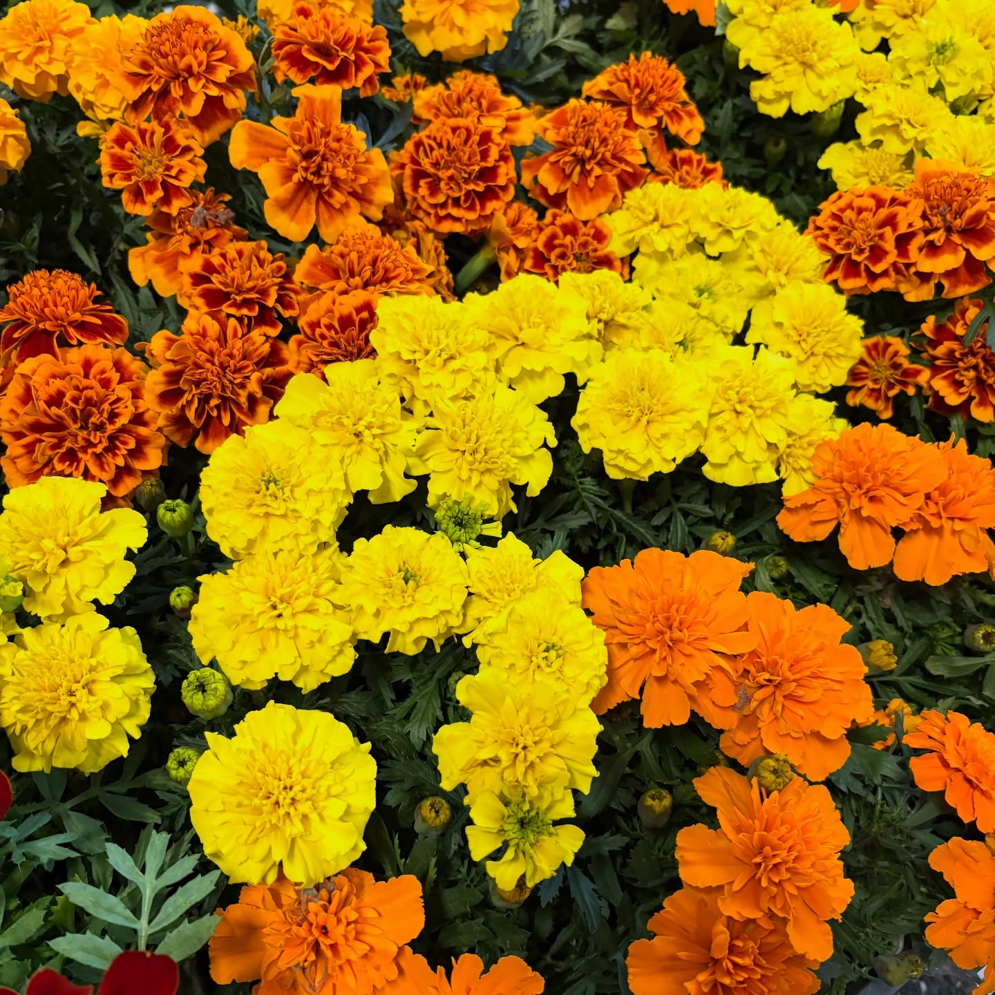 花苗がたくさん入荷しました🌸