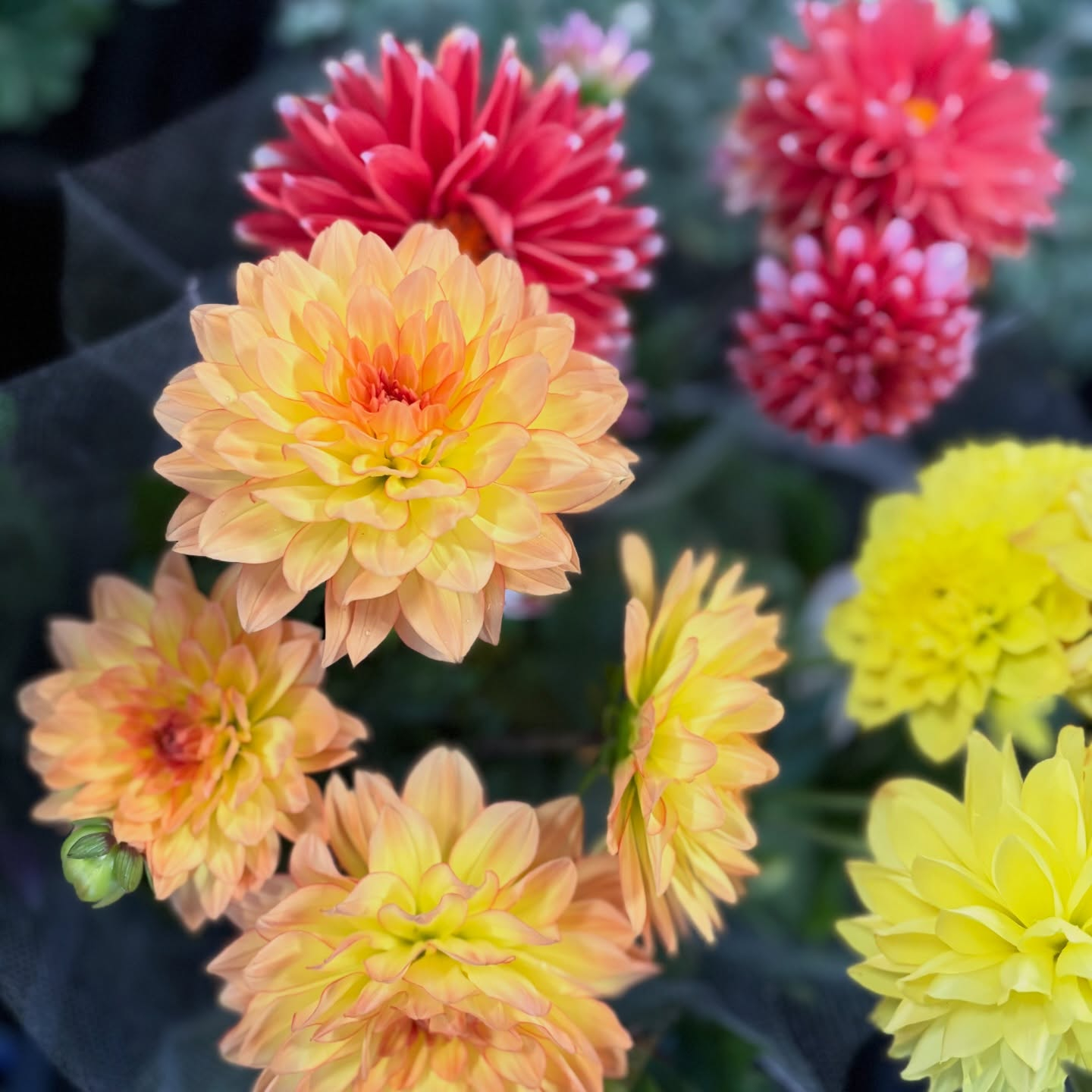 花苗がたくさん入荷しました🌸