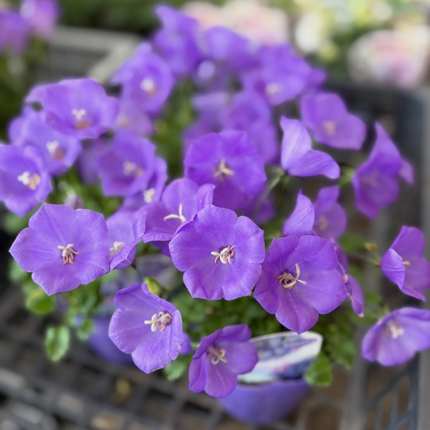 花苗がたくさん入荷しました🌸