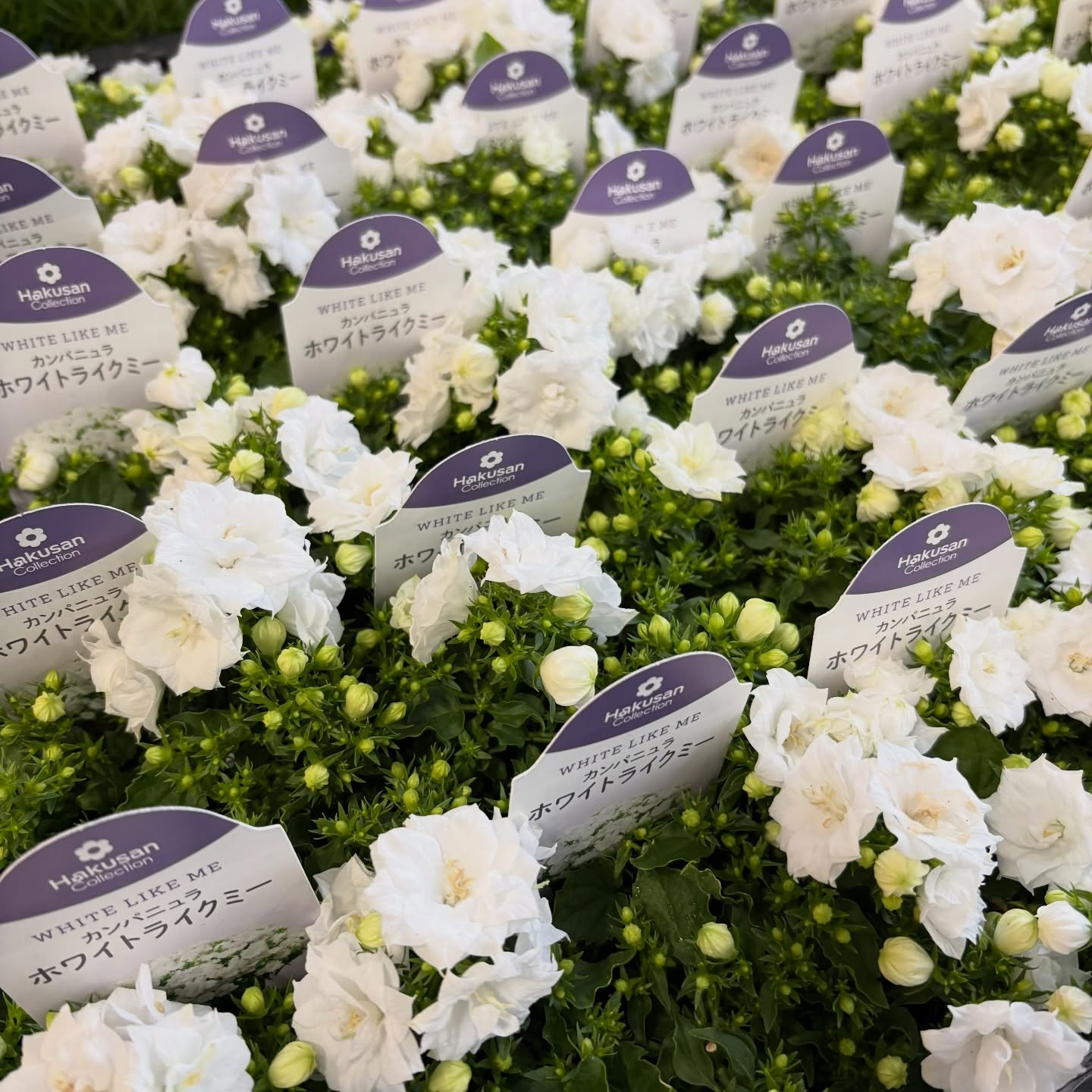 花苗がたくさん入荷しました🌸