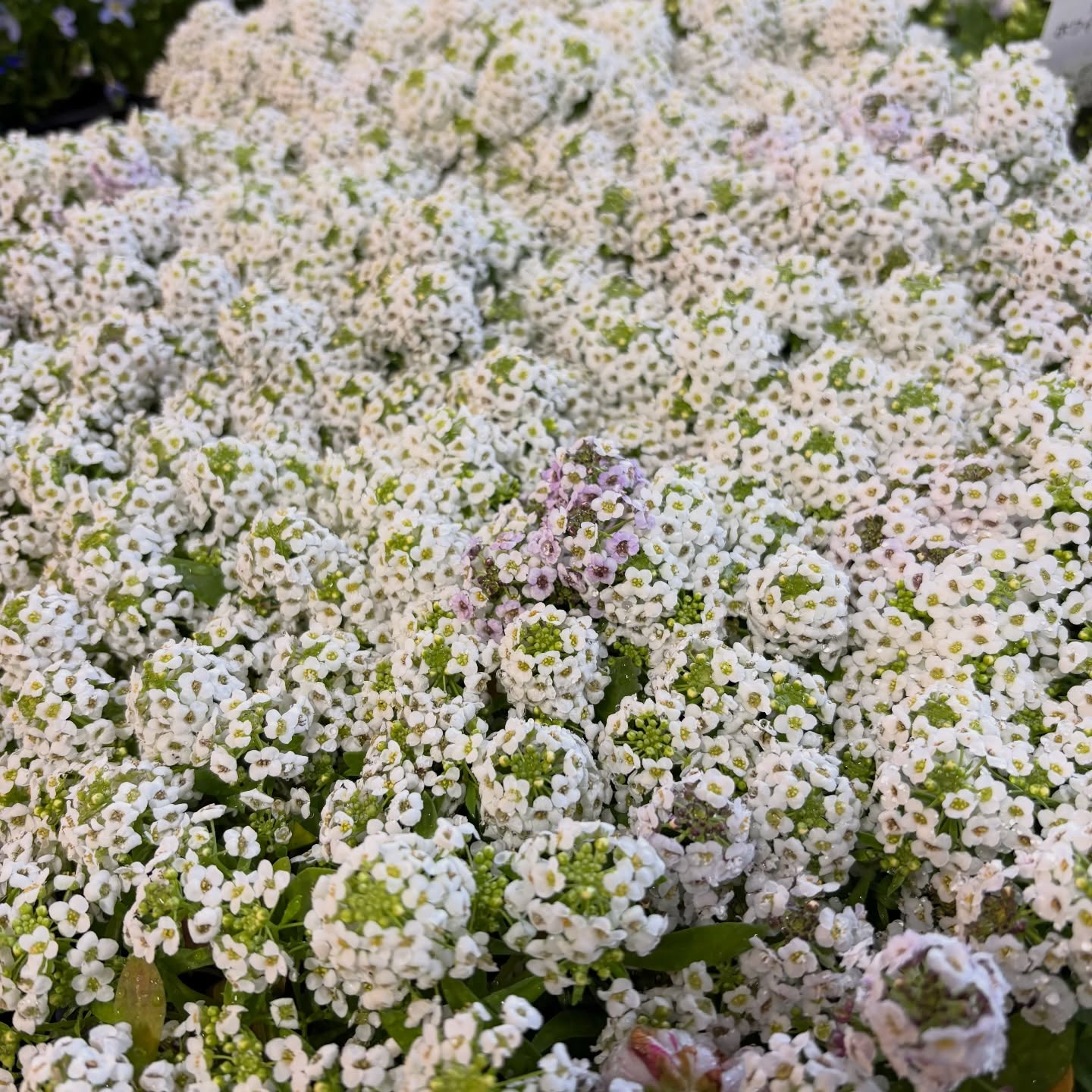 花苗がたくさん入荷しました🌸