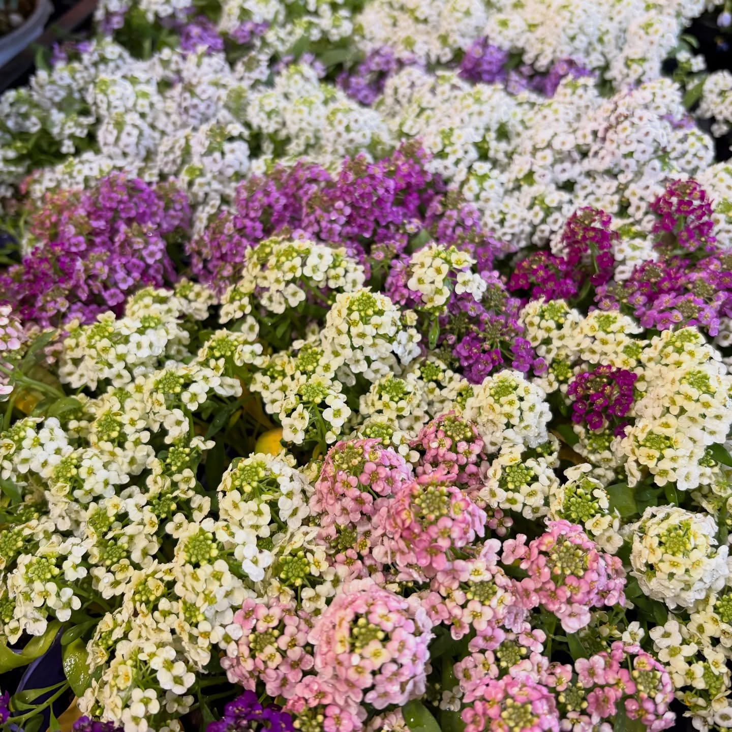 花苗がたくさん入荷しました🌸