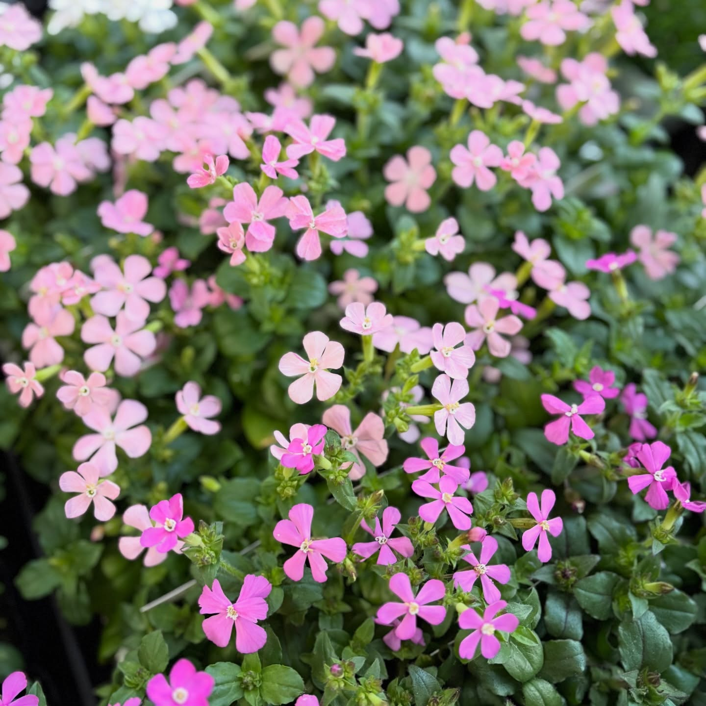 花苗がたくさん入荷しました🌸