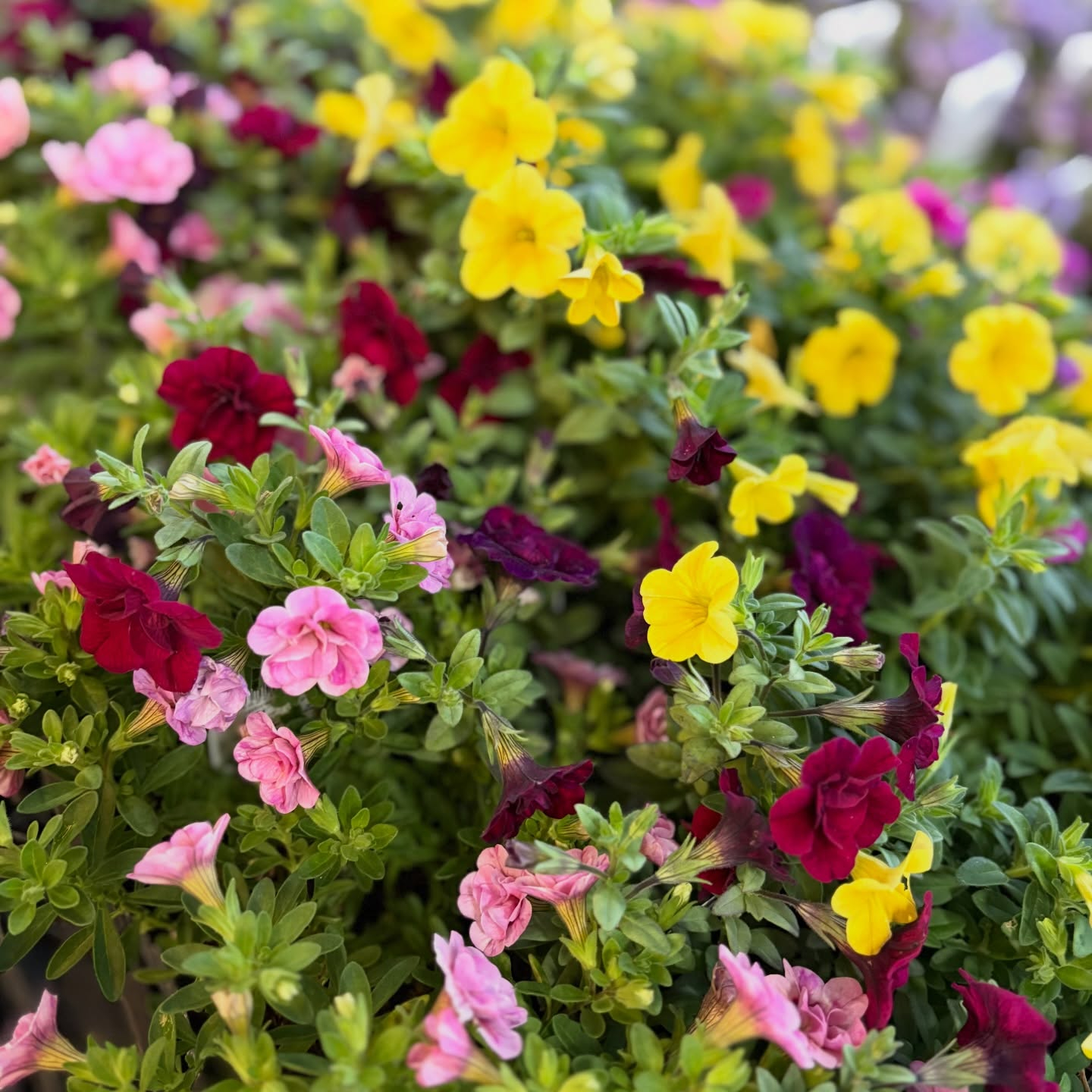 花苗がたくさん入荷しました🌸