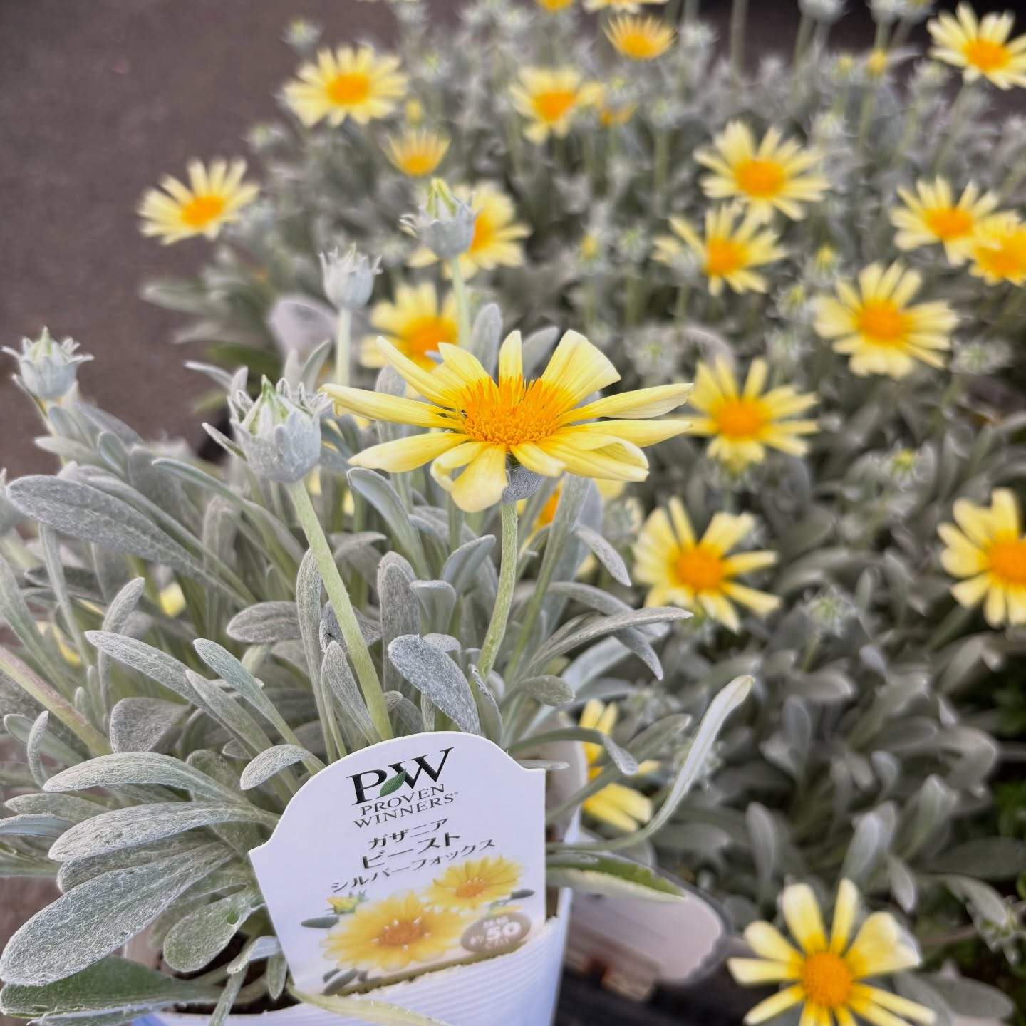 お花たくさん入荷しています🌼