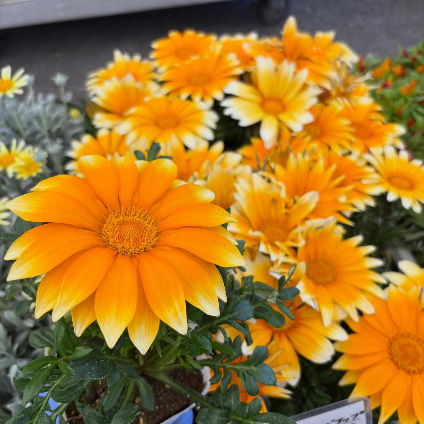 お花たくさん入荷しています🌼