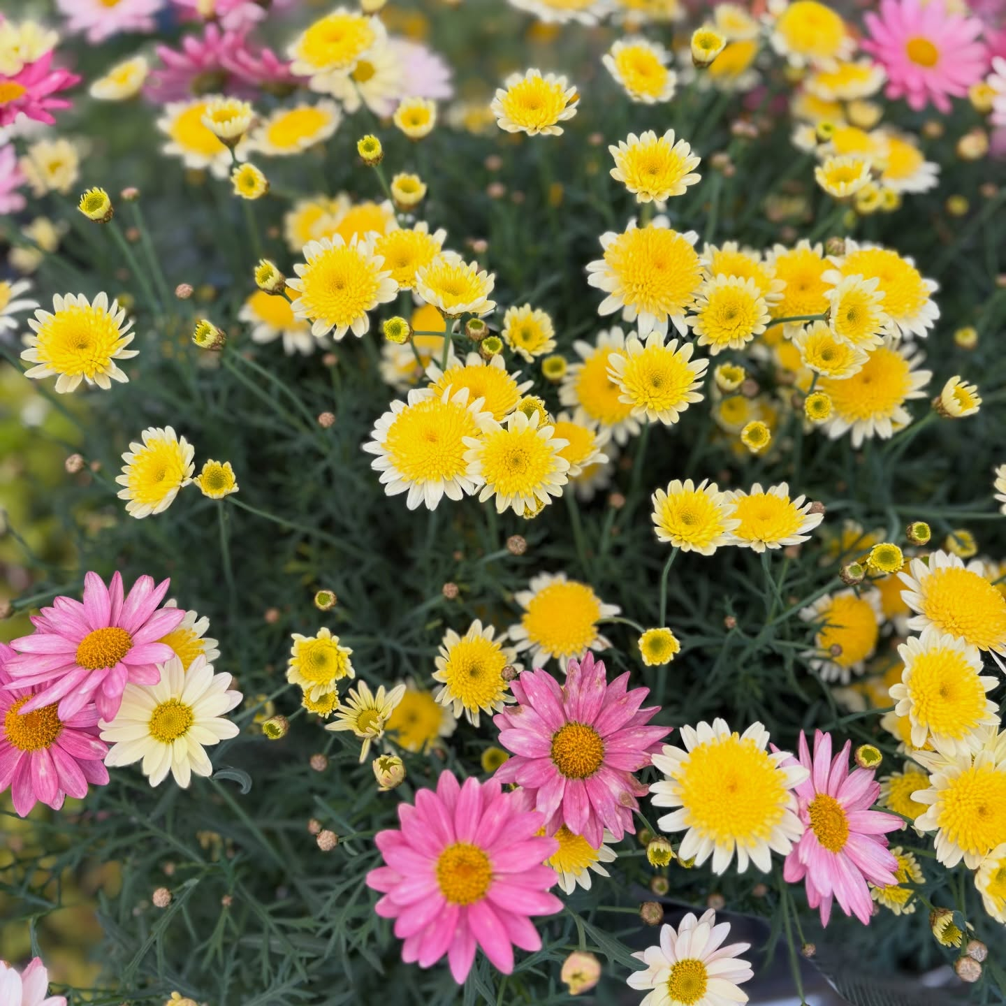 お花たくさん入荷しています🌼