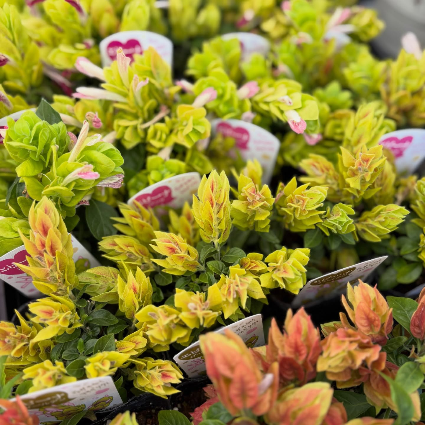 お花たくさん入荷しています🌼