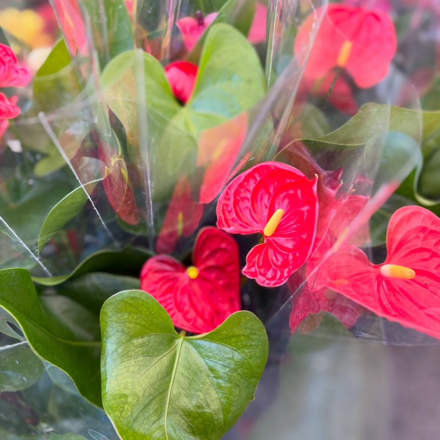 お花たくさん入荷しています🌼