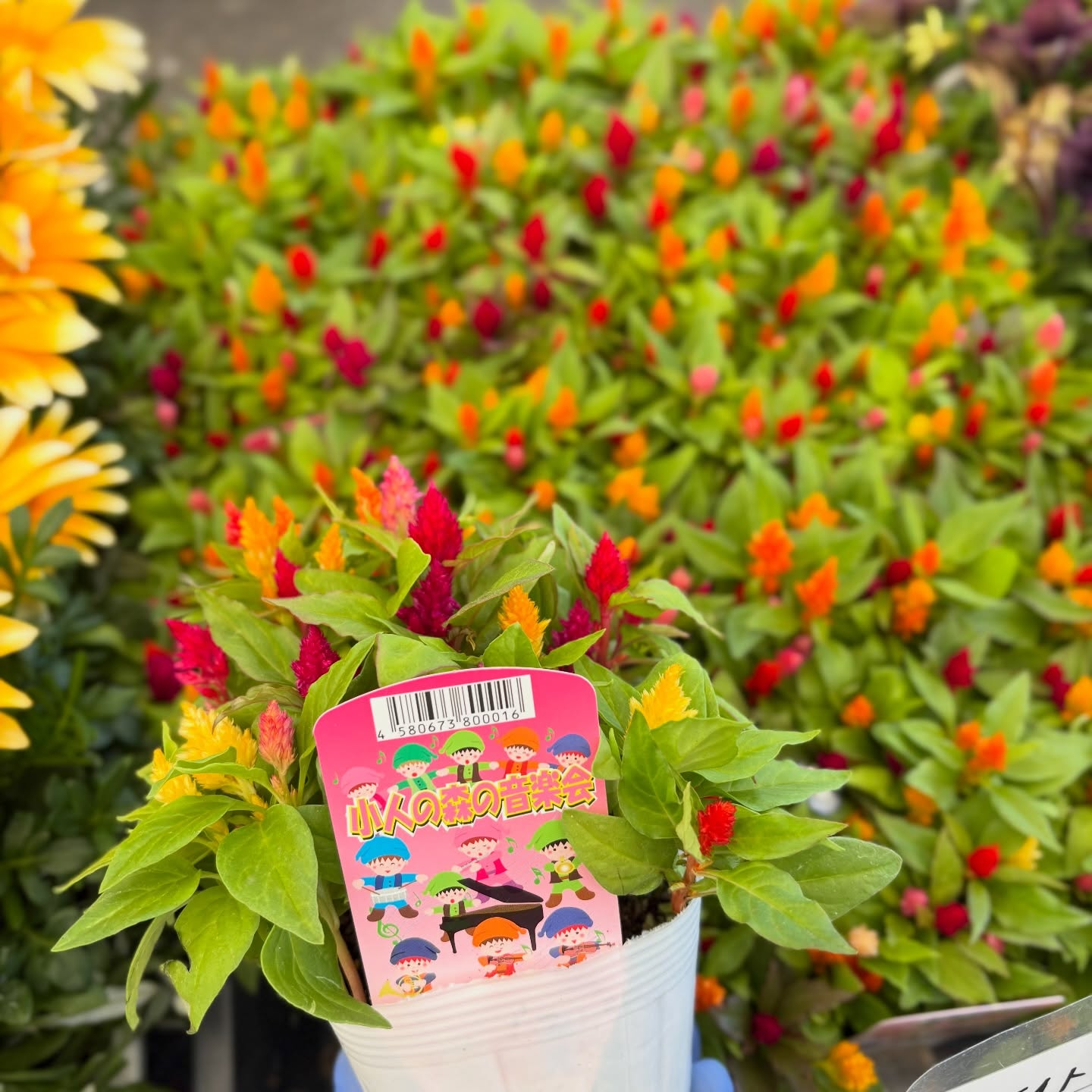 お花たくさん入荷しています🌼