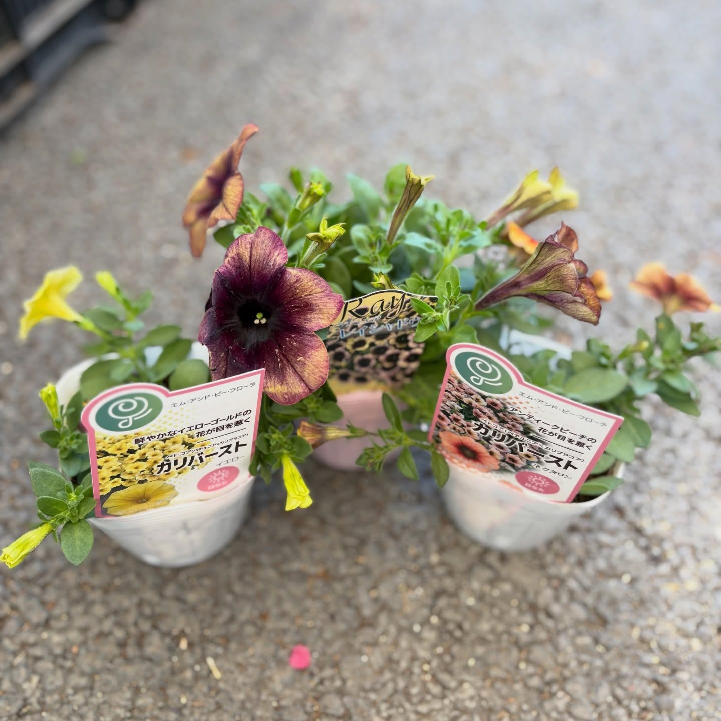 お花たくさん入荷しています🌼