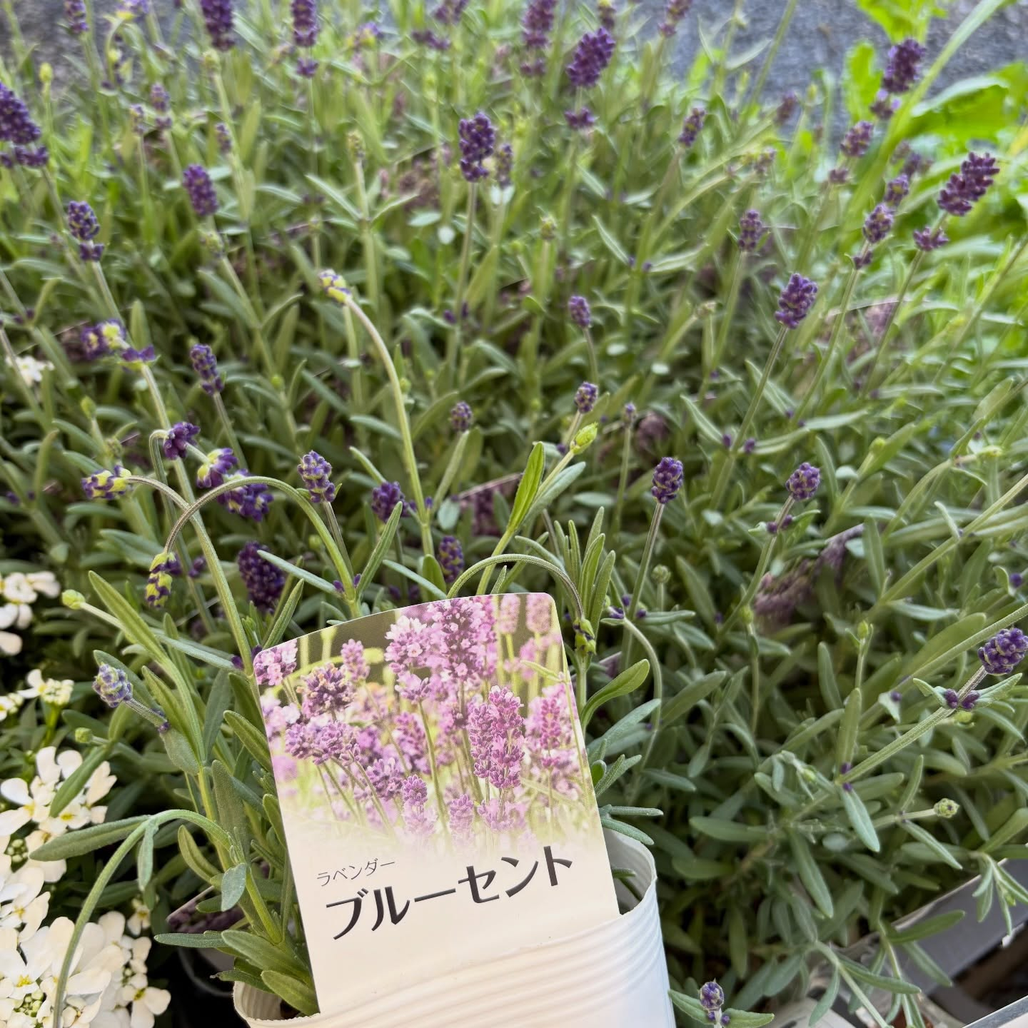 お花たくさん入荷しています🌼