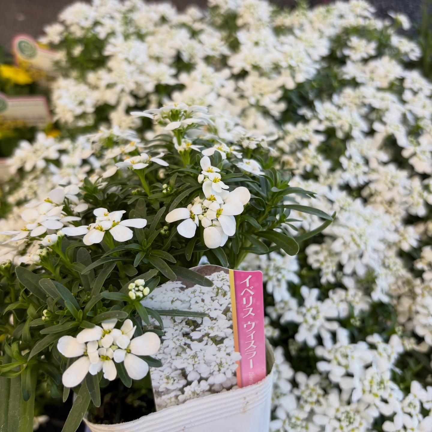 お花たくさん入荷しています🌼