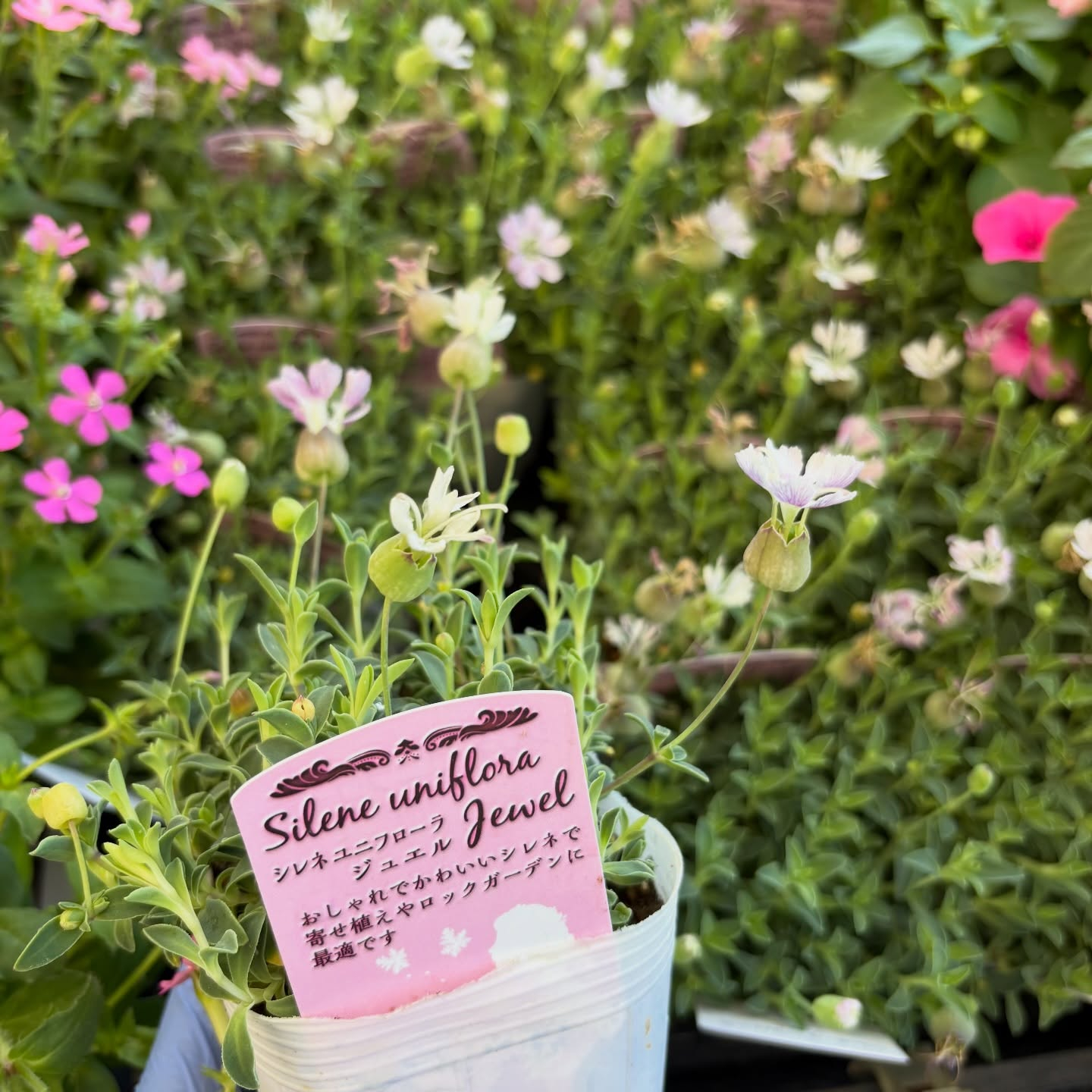 お花たくさん入荷しています🌼