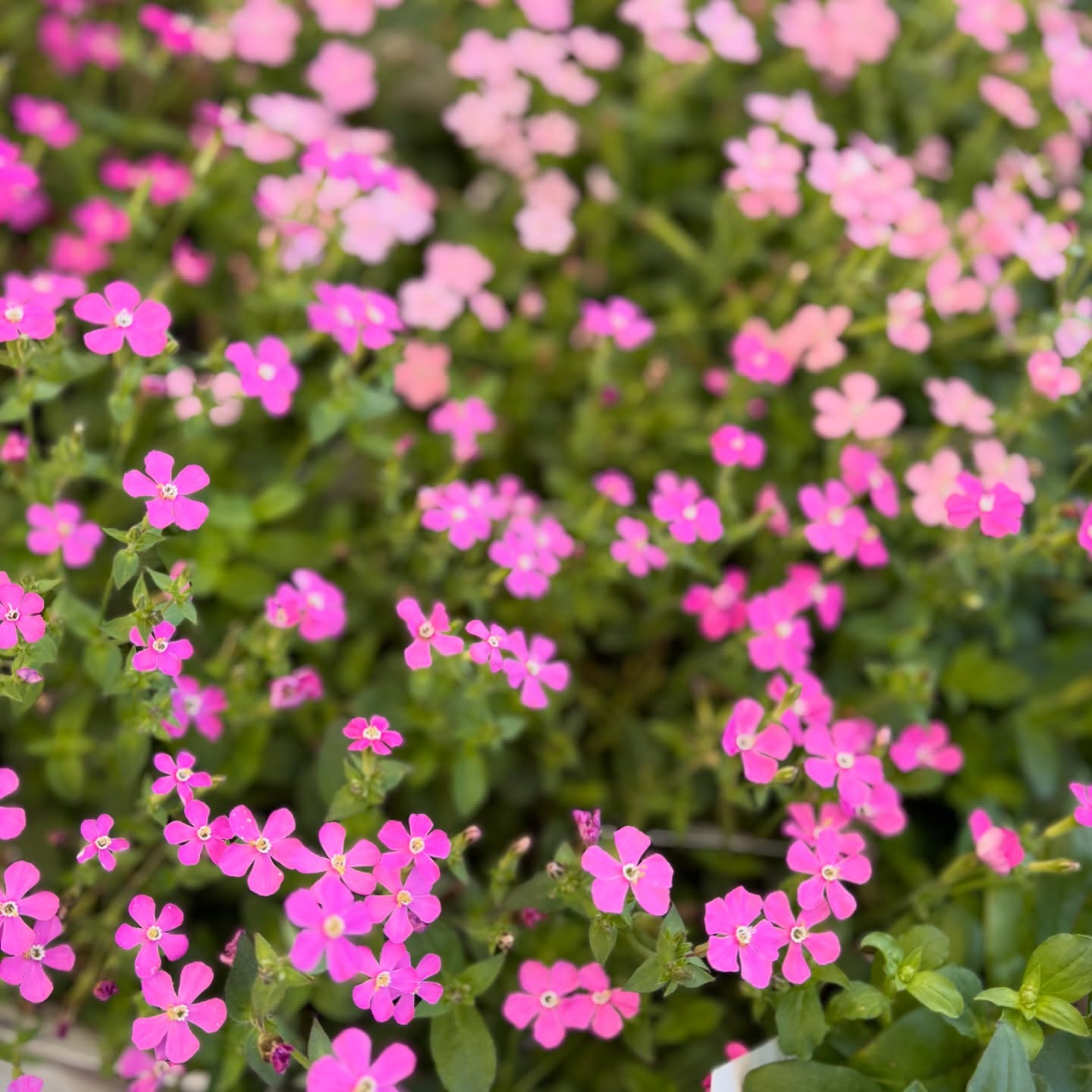 お花たくさん入荷しています🌼