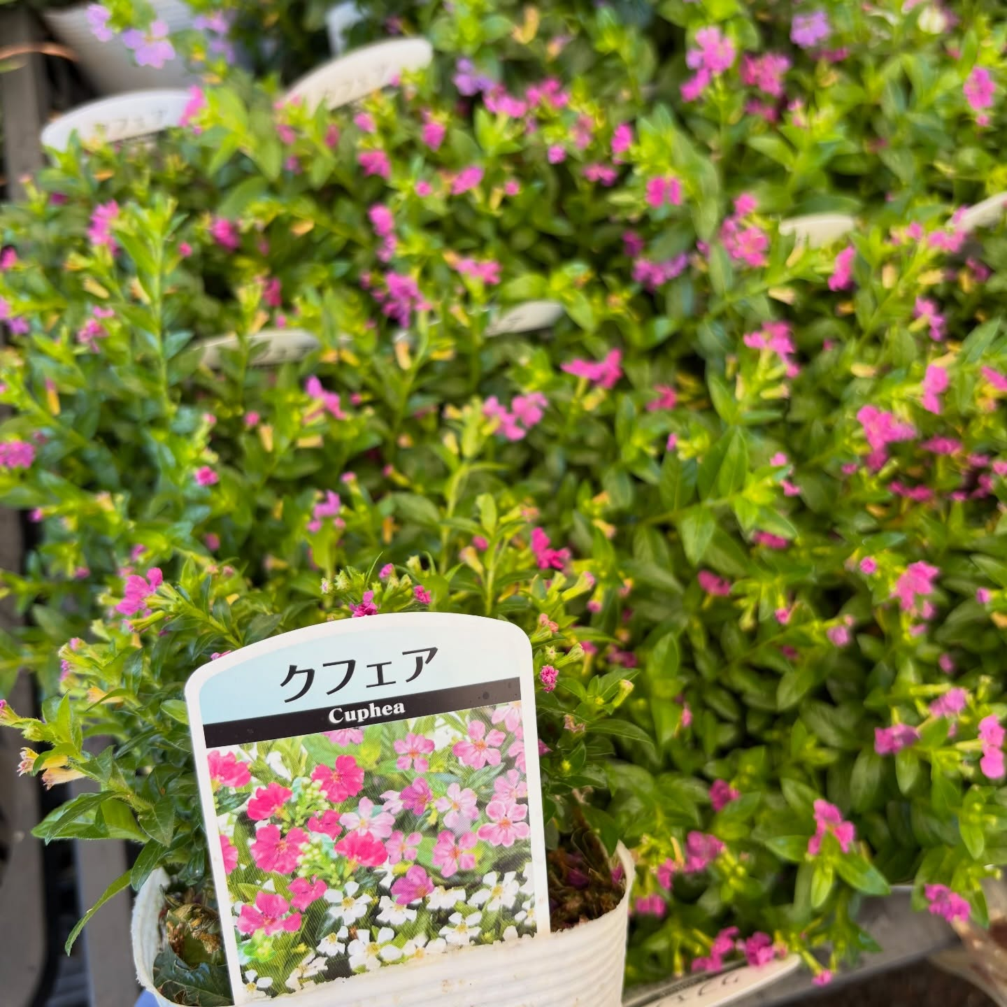 お花たくさん入荷しています🌼