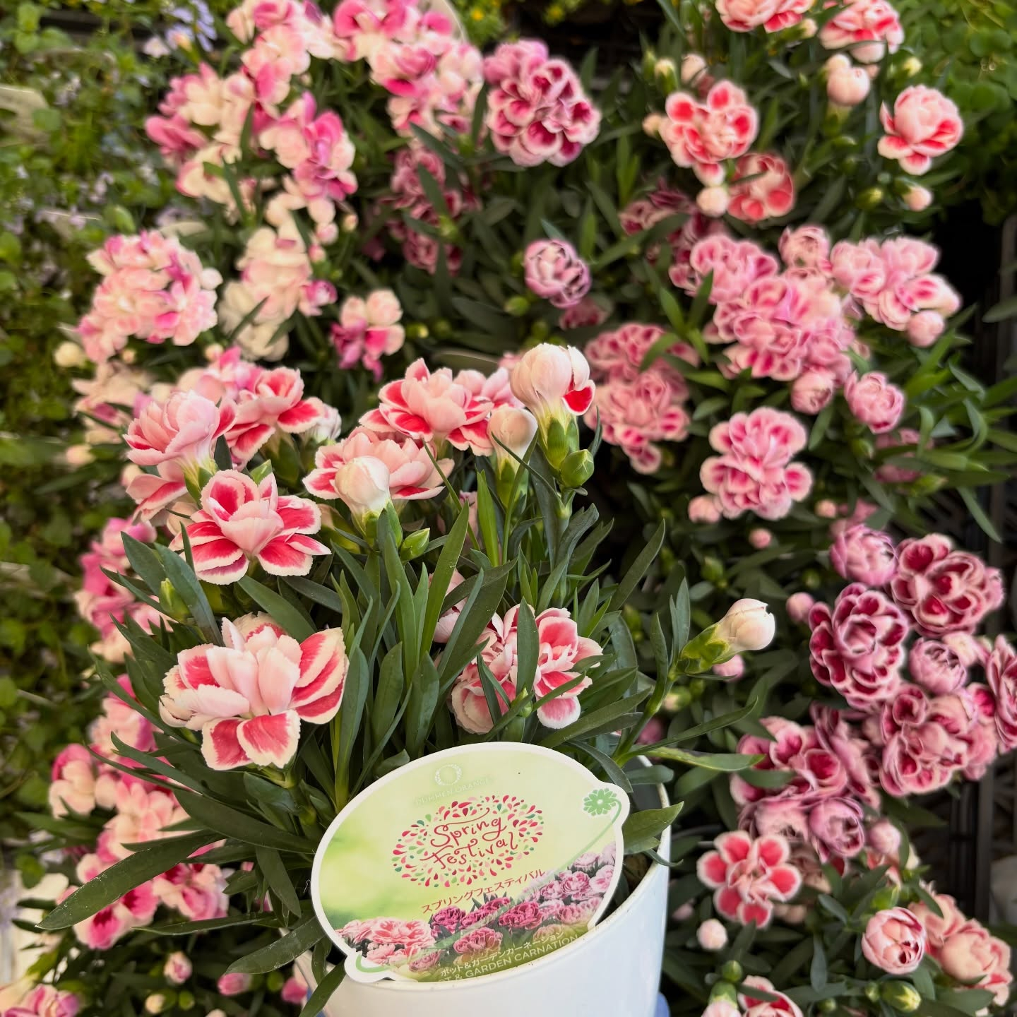 お花たくさん入荷しています🌼