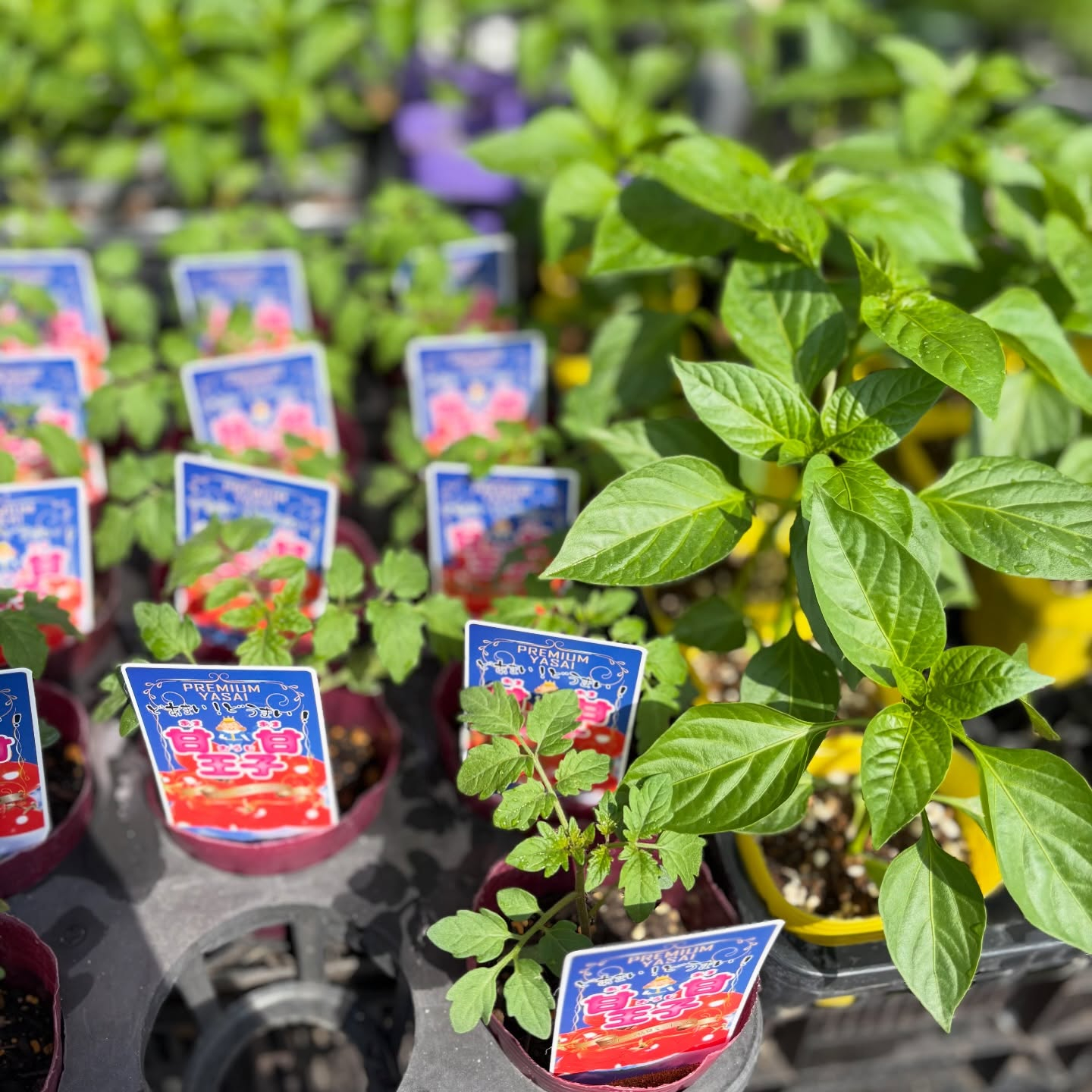 野菜の苗続々と入荷しています🍅🥒🍆