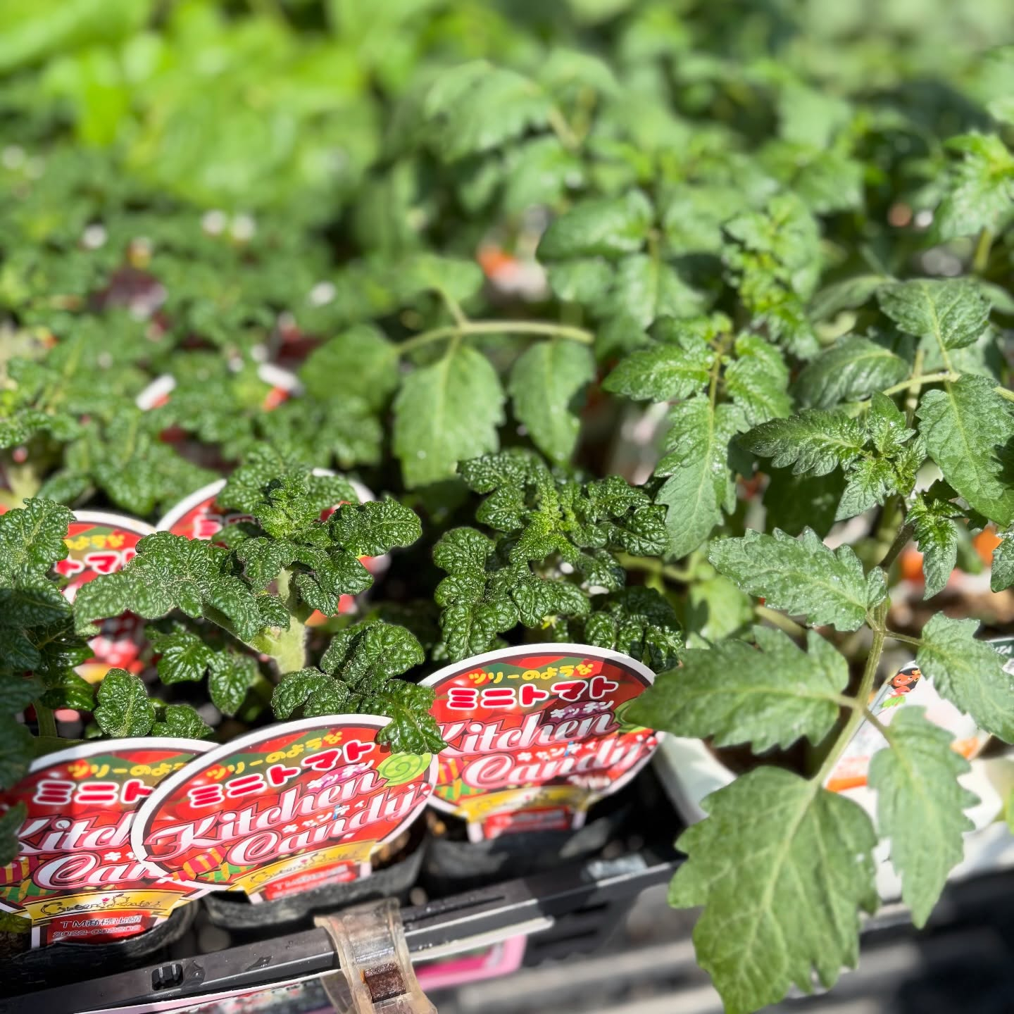野菜の苗続々と入荷しています🍅🥒🍆