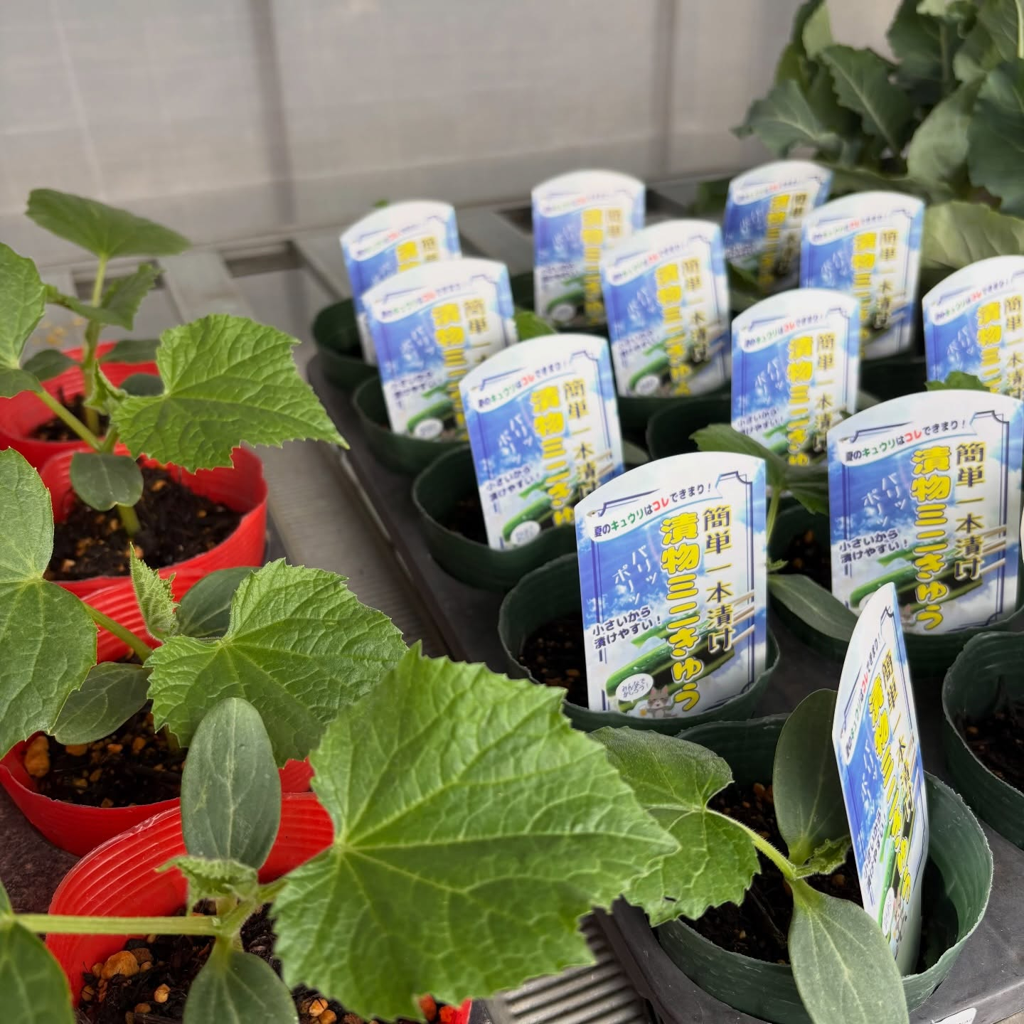 野菜の苗続々と入荷しています🍅🥒🍆