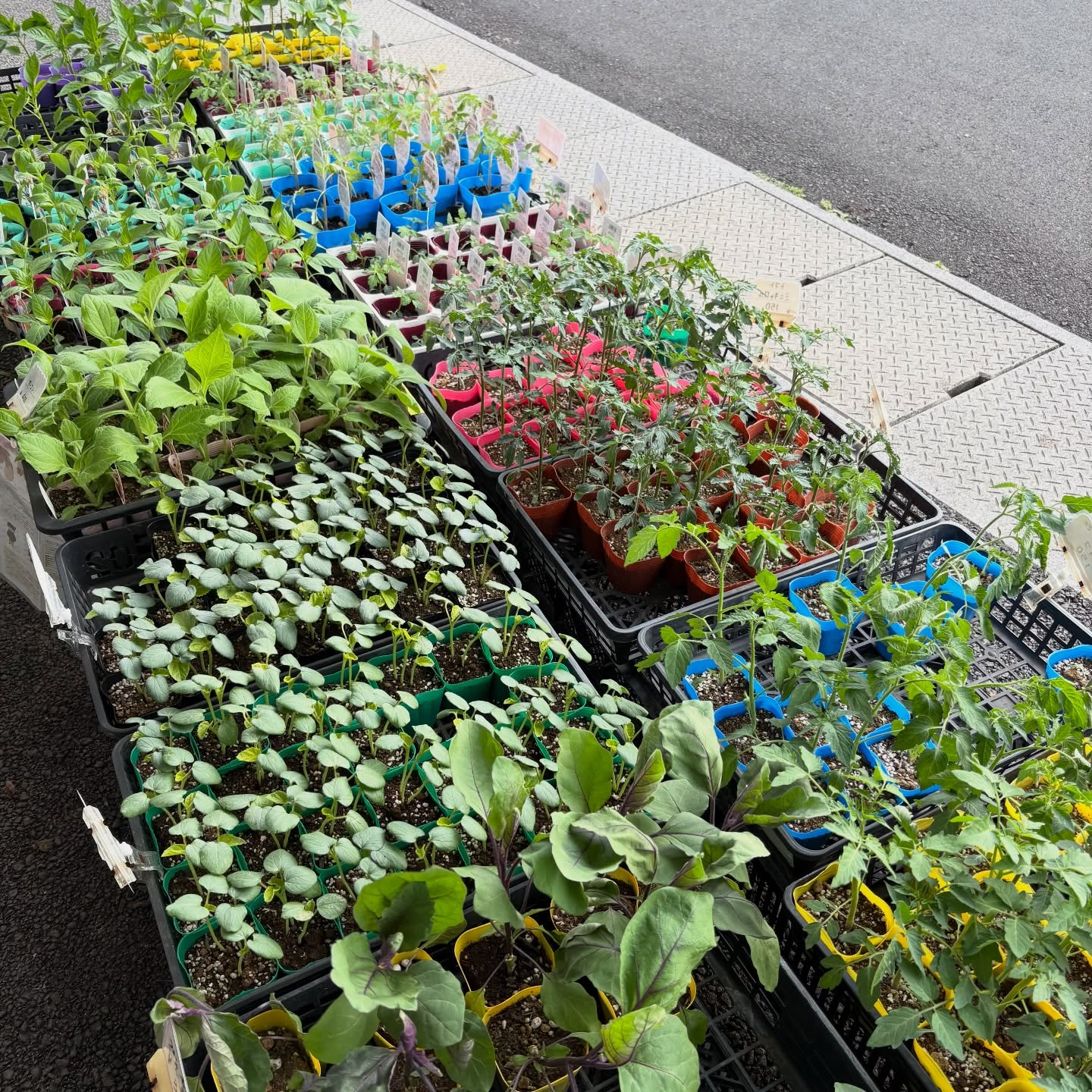 野菜の苗続々と入荷しています🍅🥒🍆