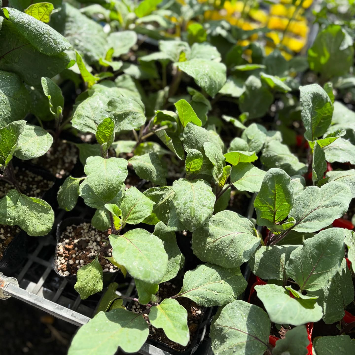 野菜の苗続々と入荷しています🍅🥒🍆