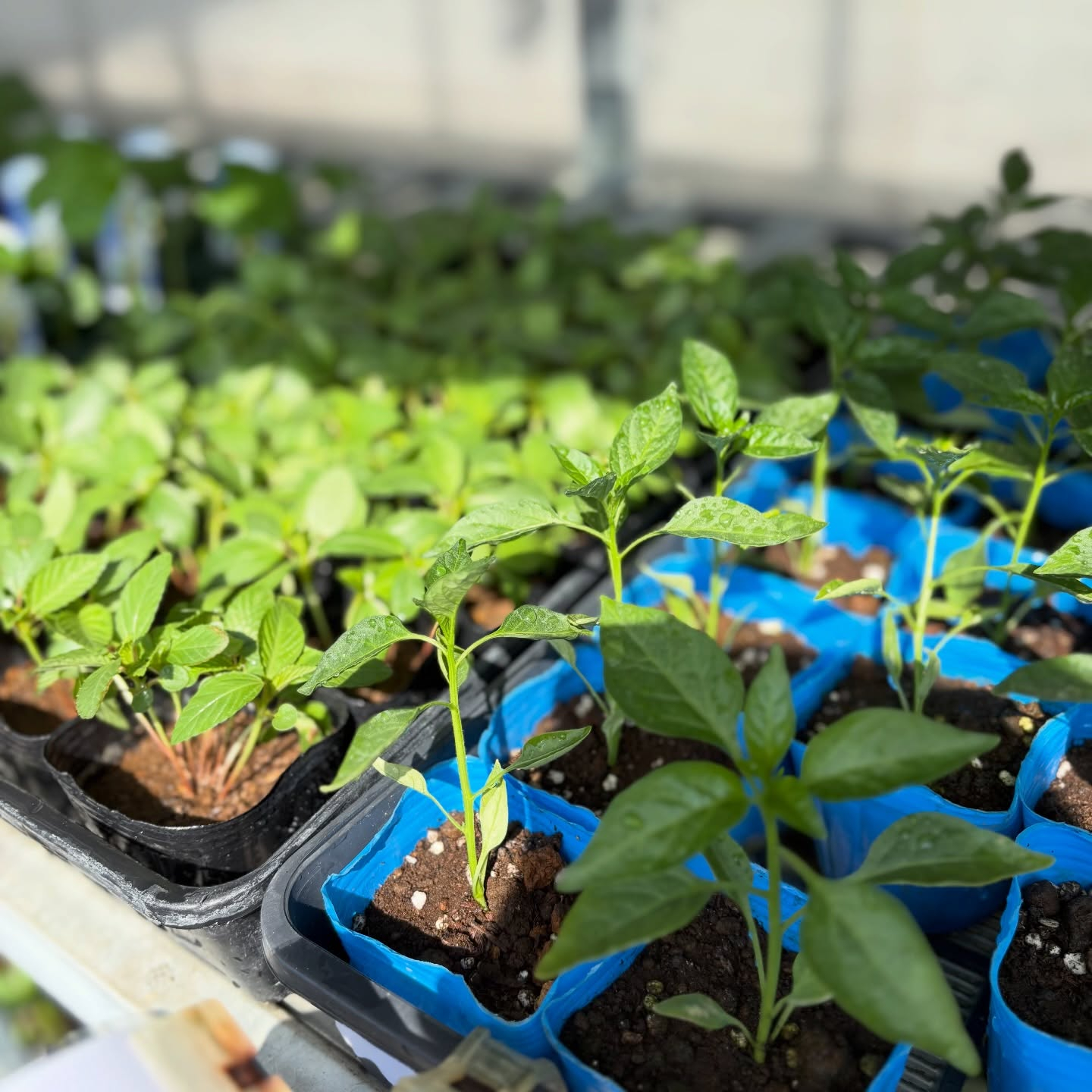 野菜の苗続々と入荷しています🍅🥒🍆