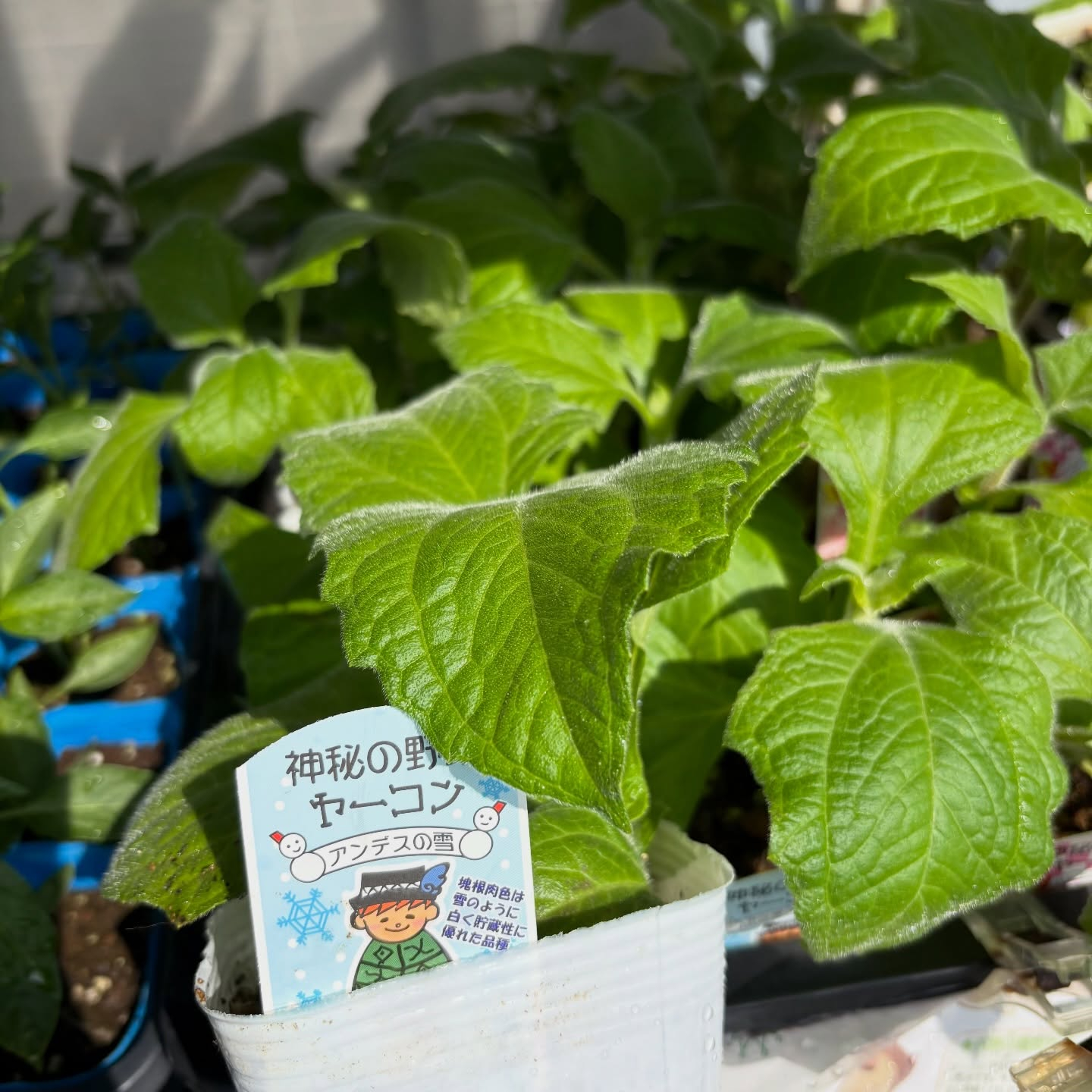野菜の苗続々と入荷しています🍅🥒🍆
