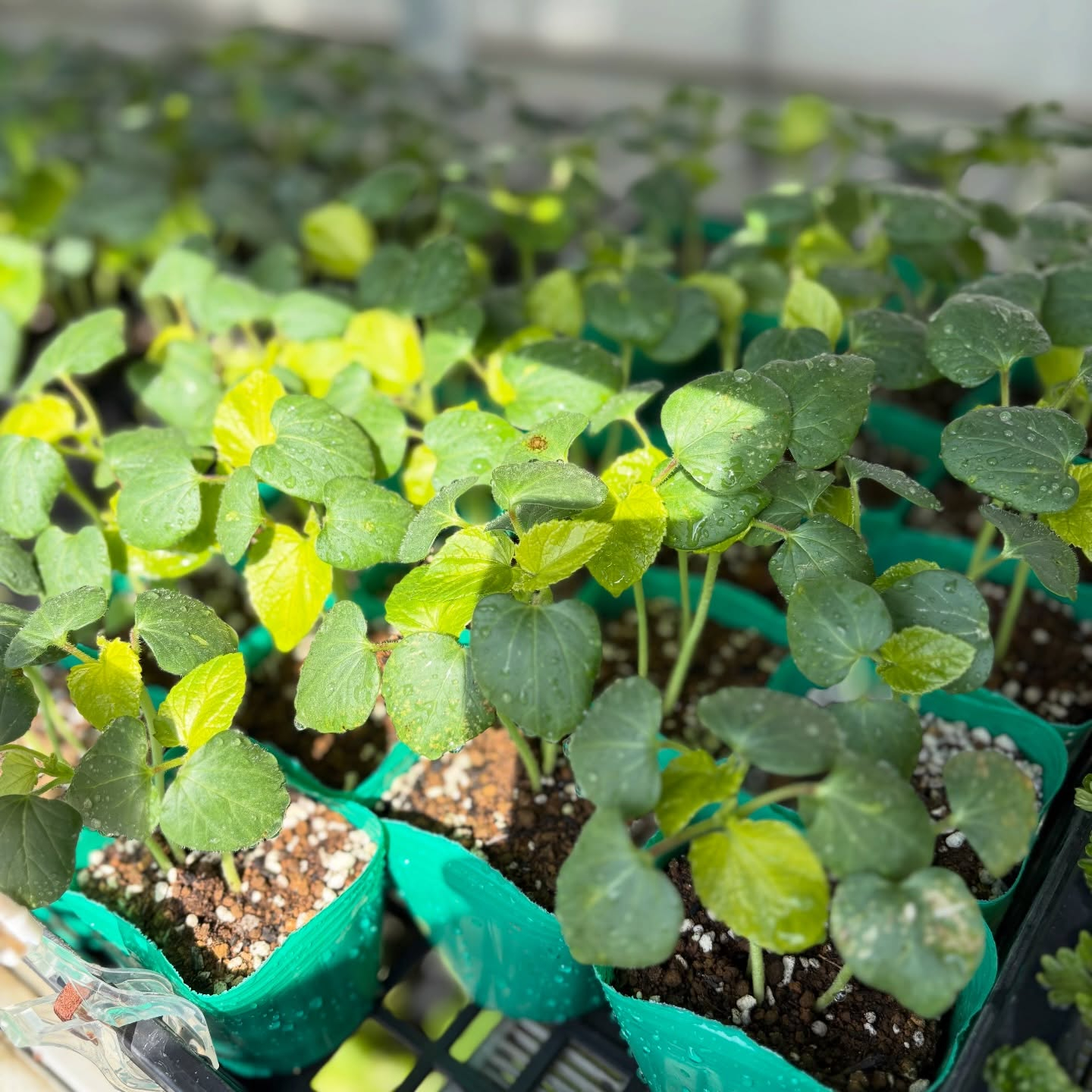 野菜の苗続々と入荷しています🍅🥒🍆