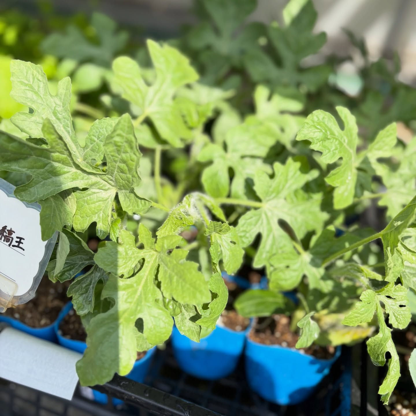 野菜の苗続々と入荷しています🍅🥒🍆