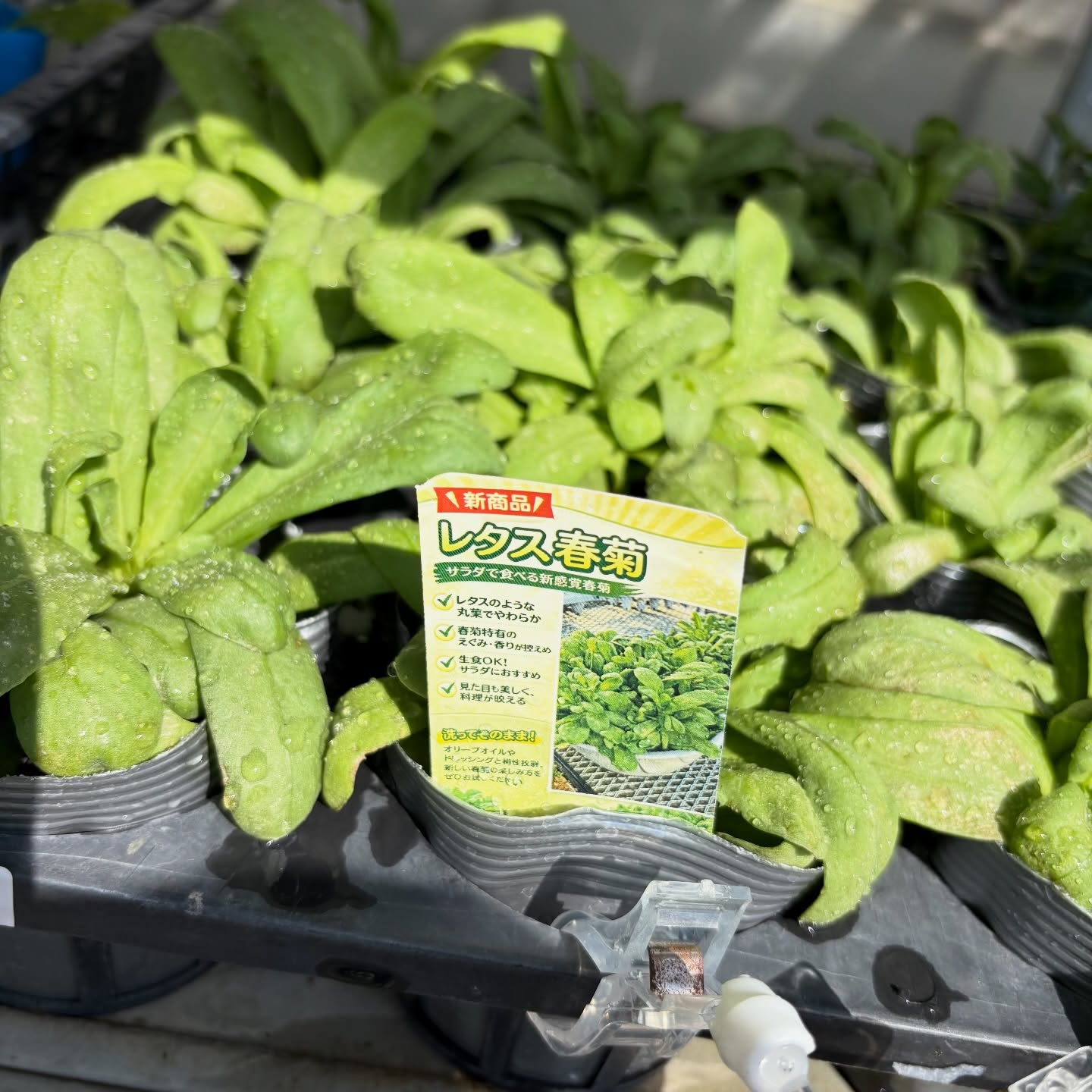 野菜の苗続々と入荷しています🍅🥒🍆