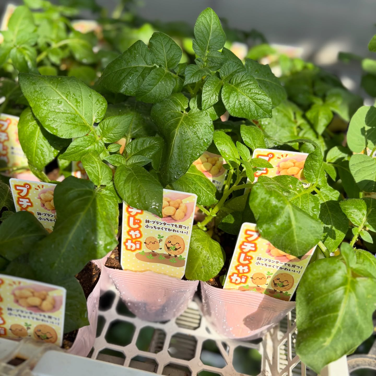 野菜の苗続々と入荷しています🍅🥒🍆