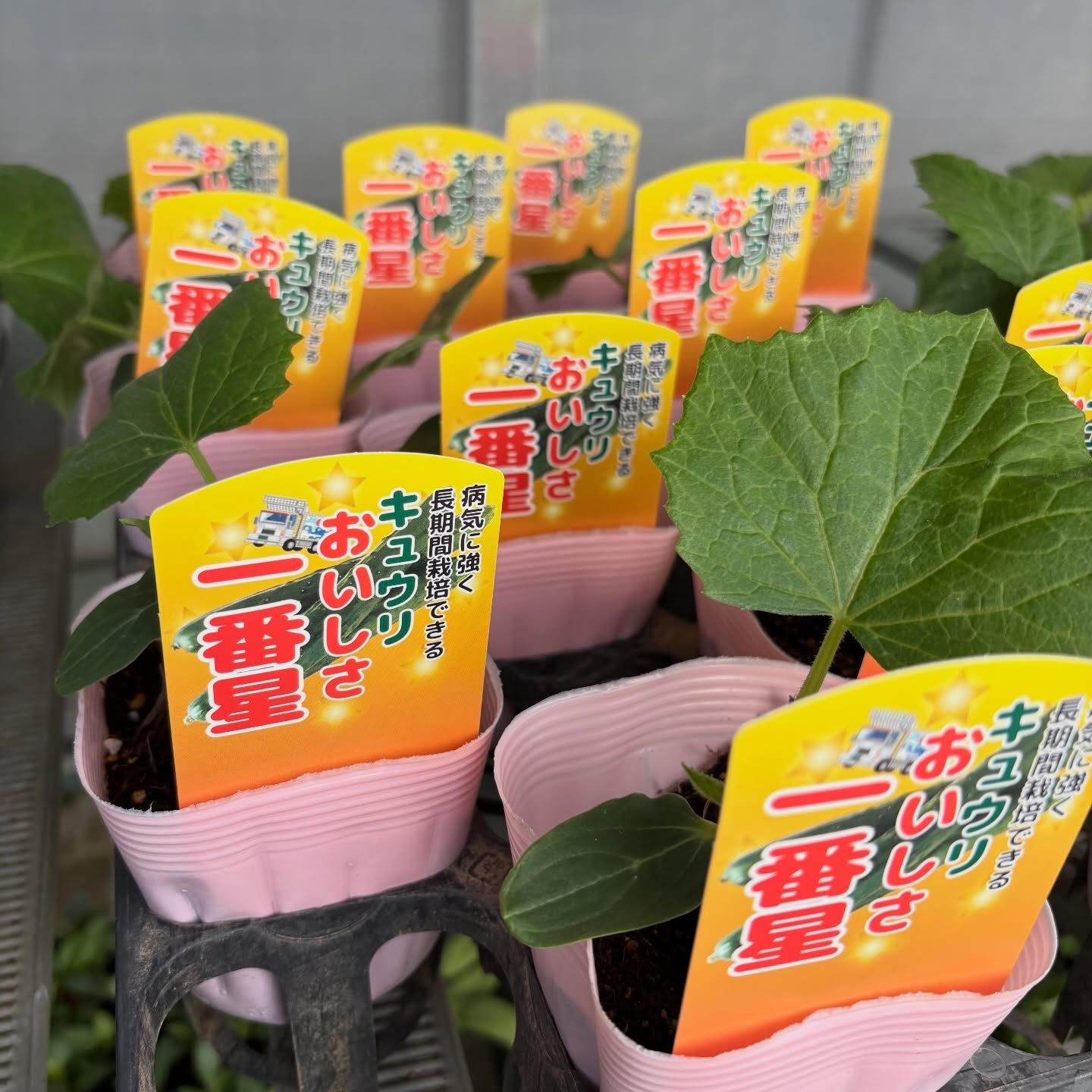 野菜の苗続々と入荷しています🍅🥒🍆