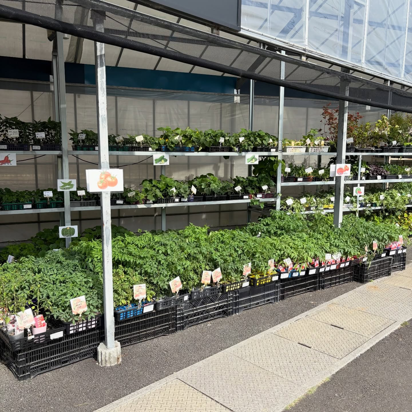 社長が気合いを入れて仕入れすぎました…！🍅