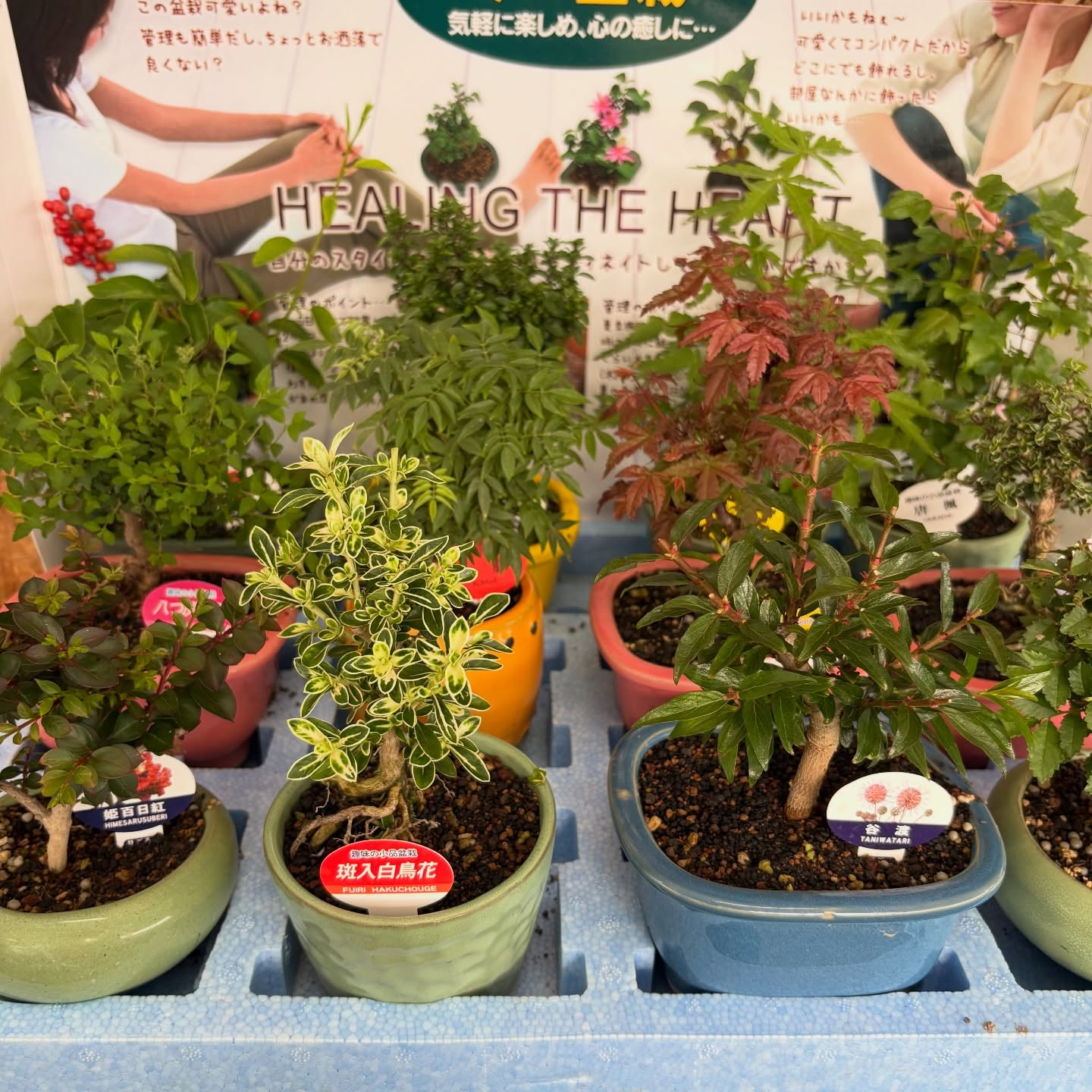 可愛いお花たちがたくさん入荷しております!🌷✨