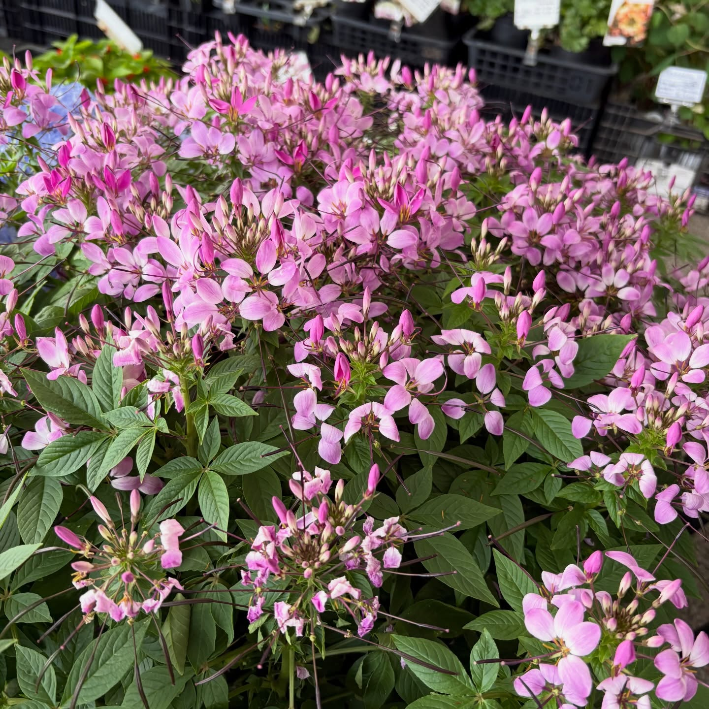 可愛いお花たちがたくさん入荷しております!🌷✨