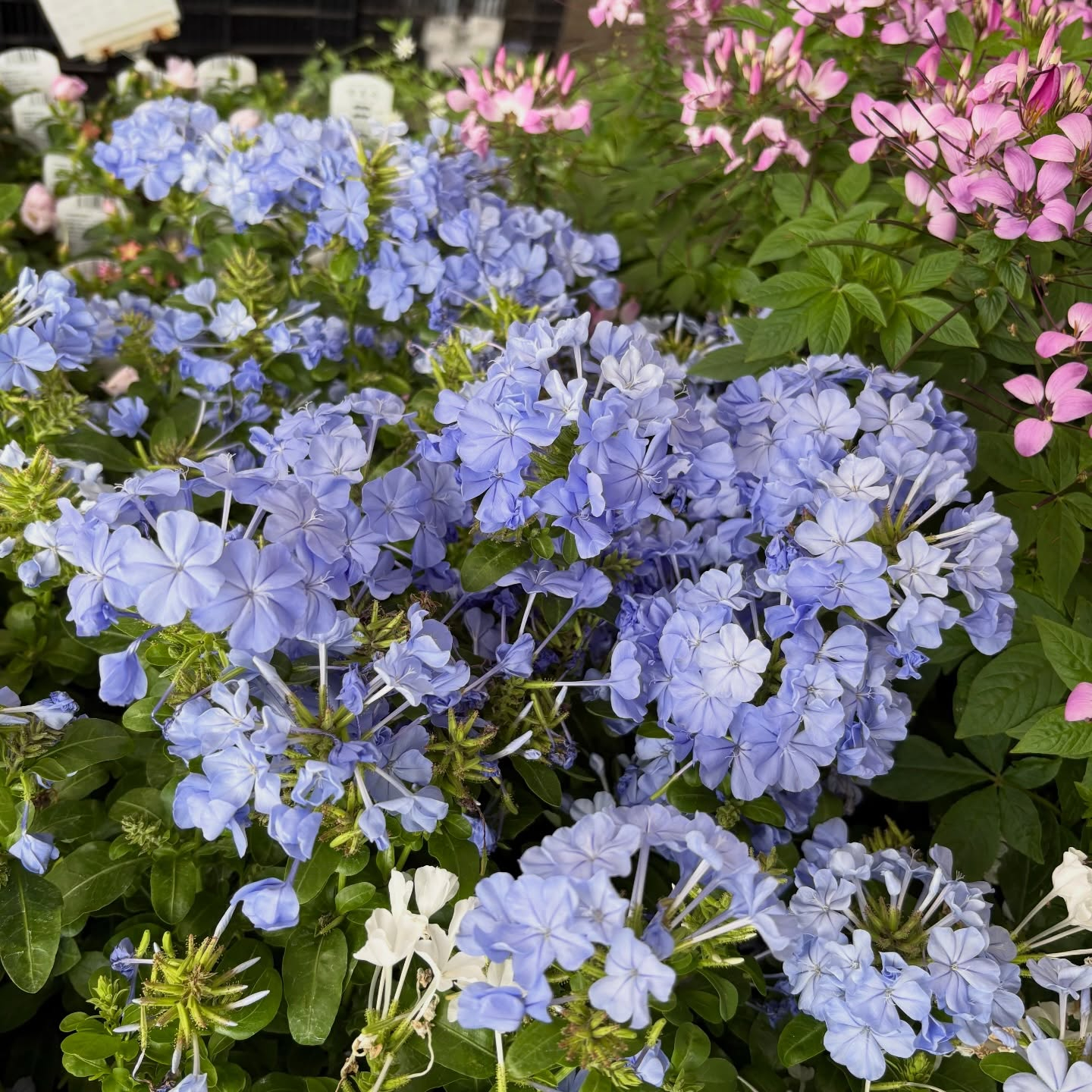 可愛いお花たちがたくさん入荷しております!🌷✨