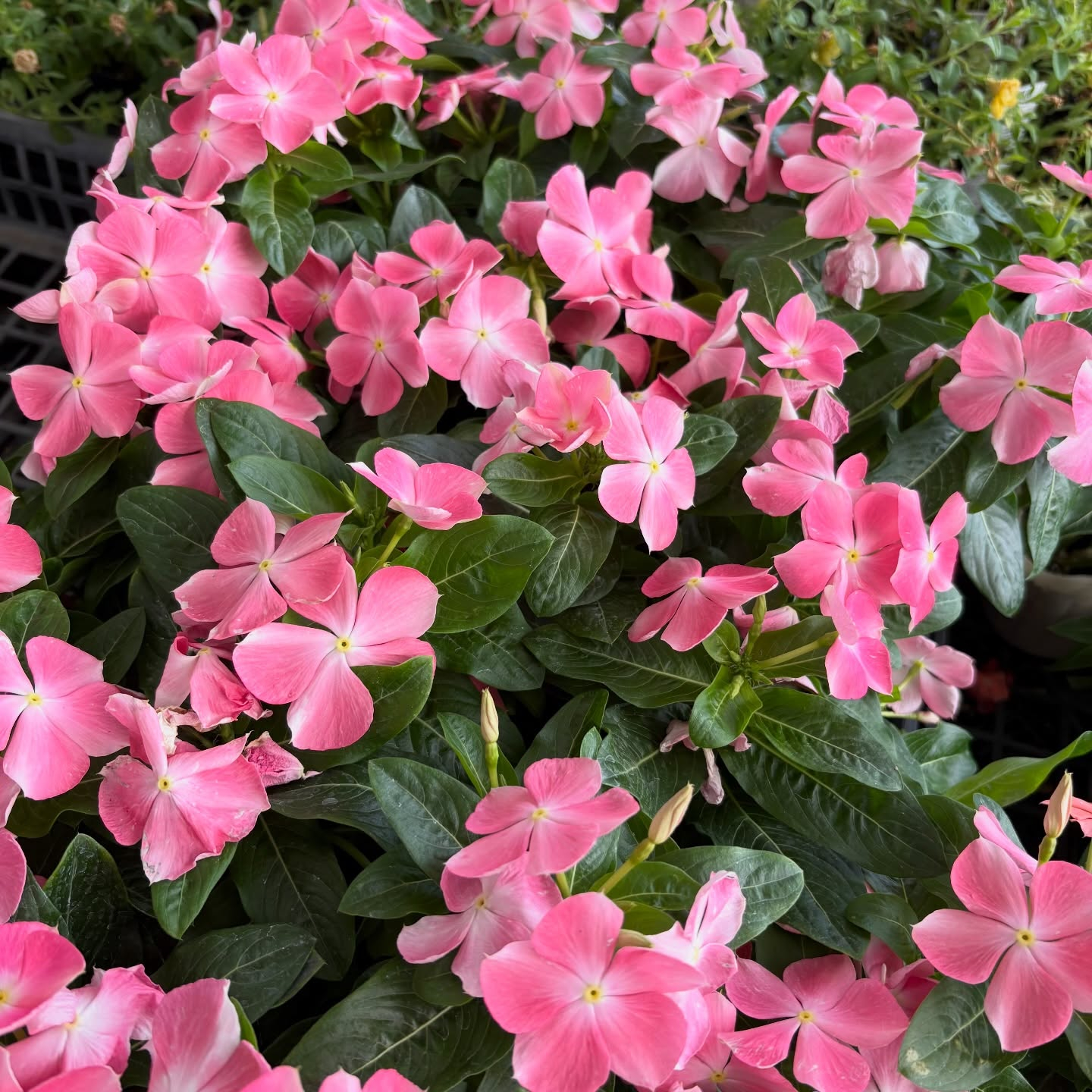 可愛いお花たちがたくさん入荷しております!🌷✨