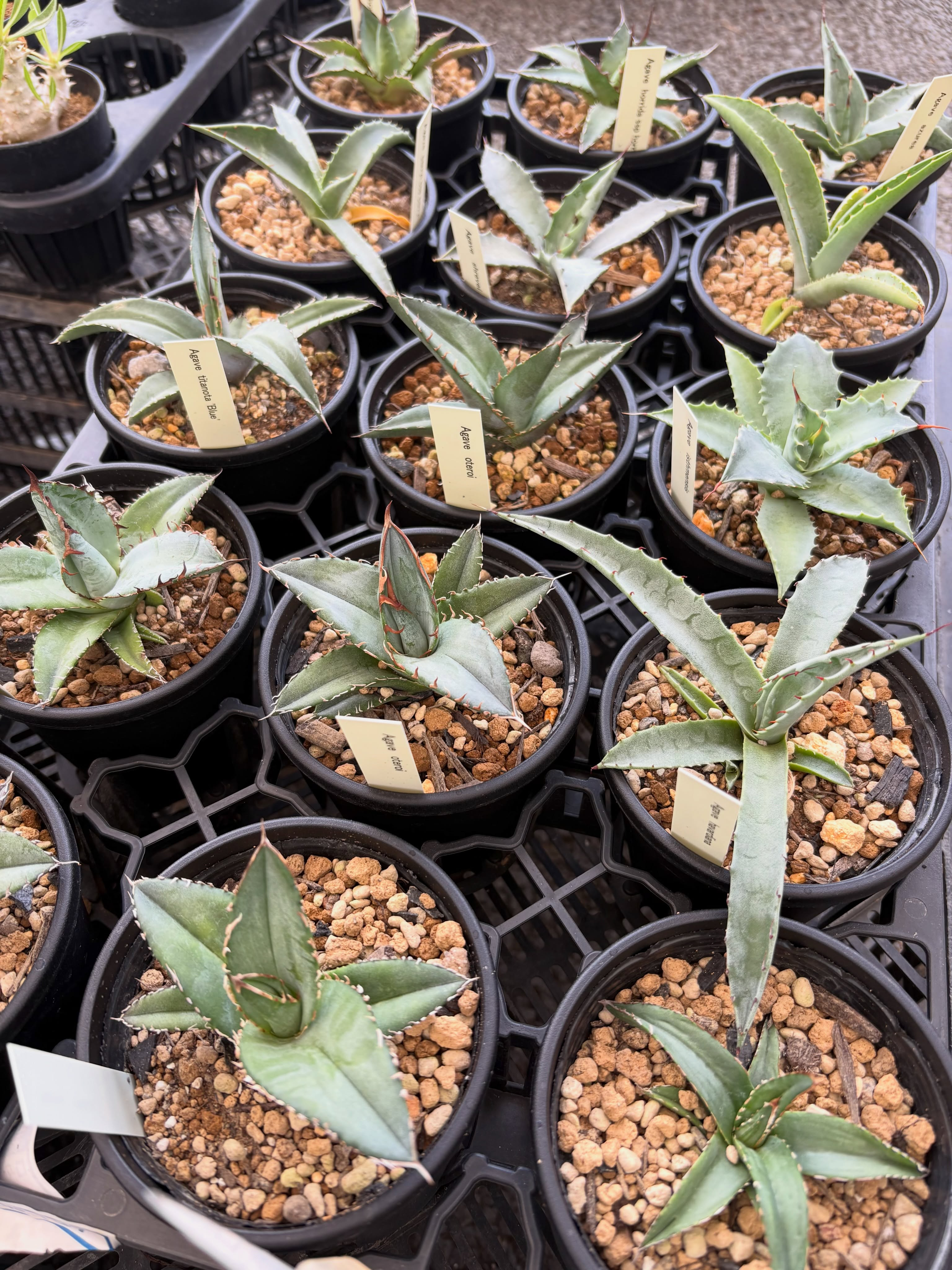 アガベやサボテン、レアな多肉植物が色々入荷しました!